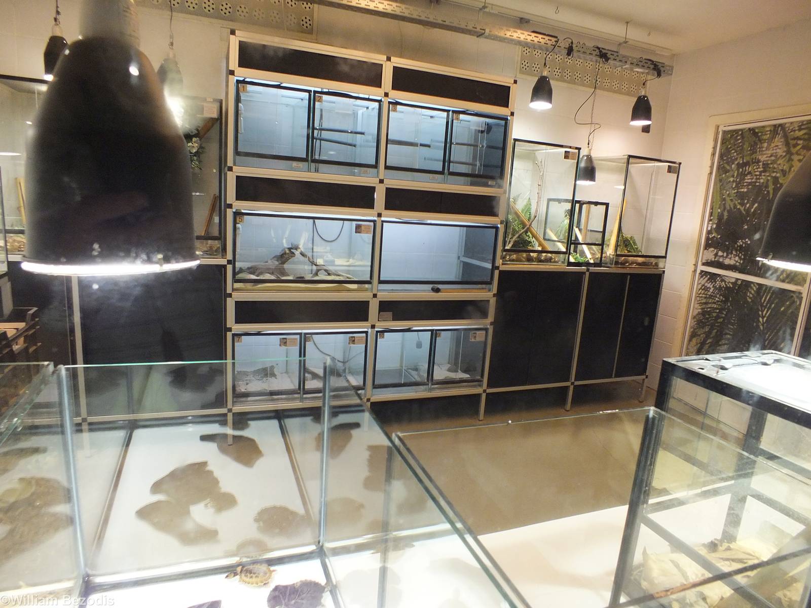 View into Room with Baby Reptiles