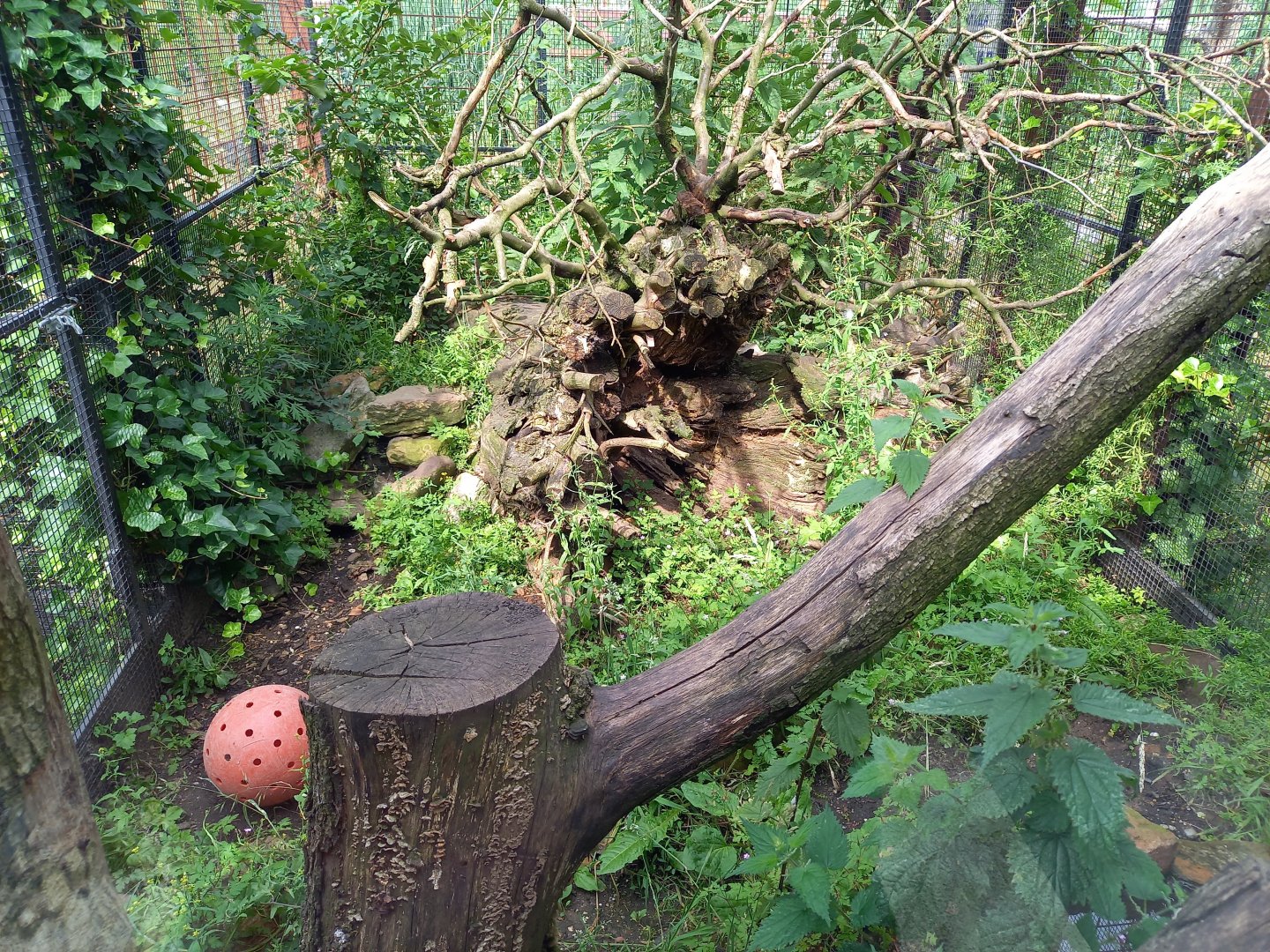 View into Siberian weasel-enclosure
