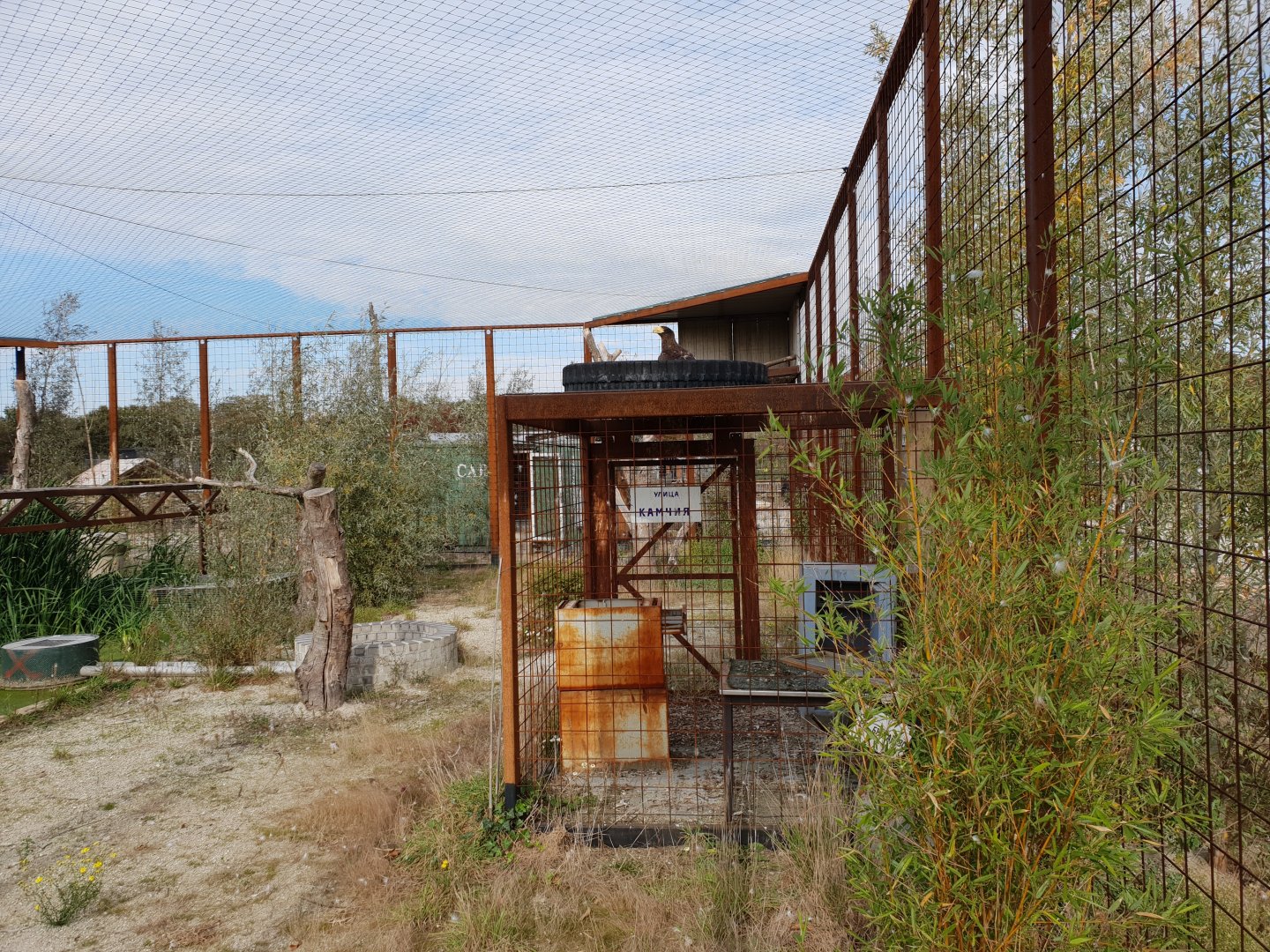 View into Steller's sea-eagle aviary
