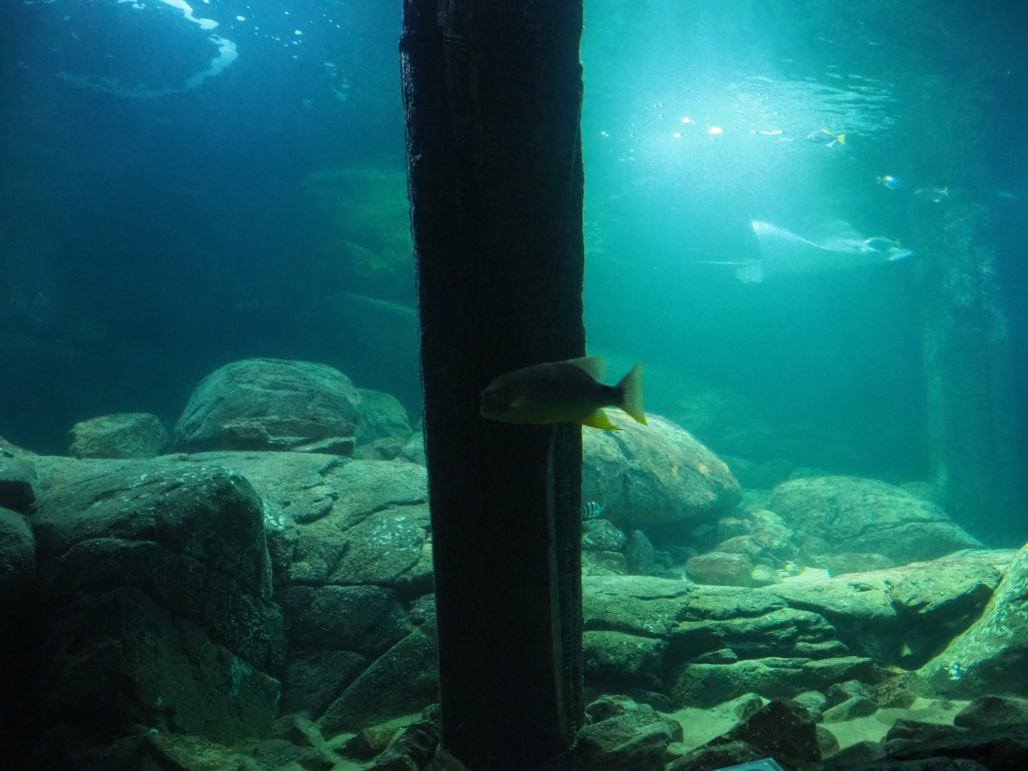 View into tank from tunnel (Sep 16th, 2018)