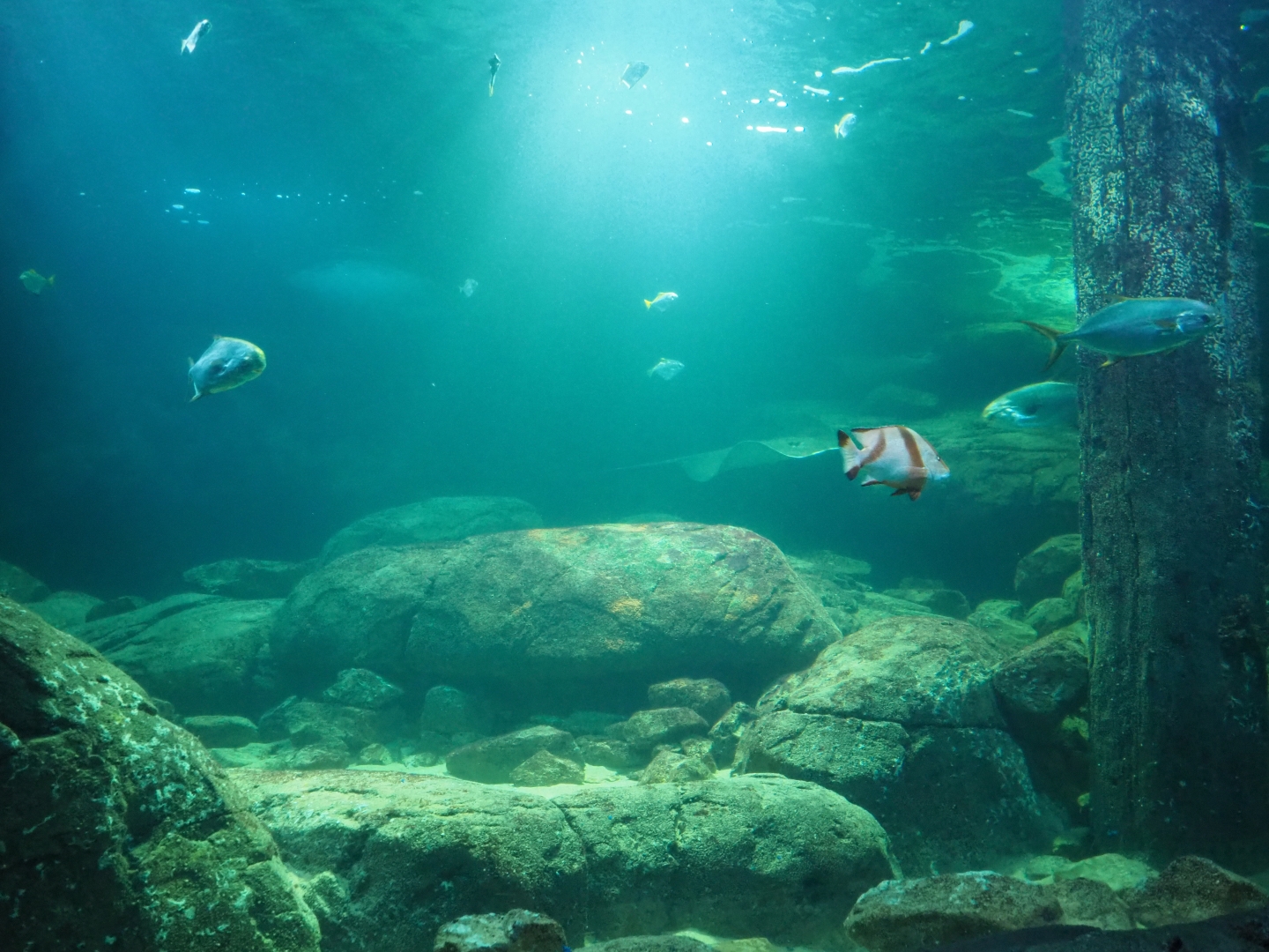 View into tank from tunnel (Sep 16th, 2018)