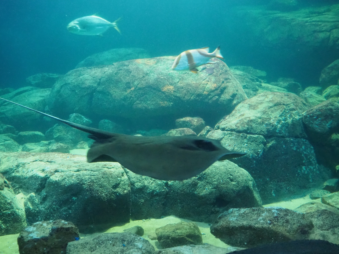 View into tank from tunnel (Sep 16th, 2018)