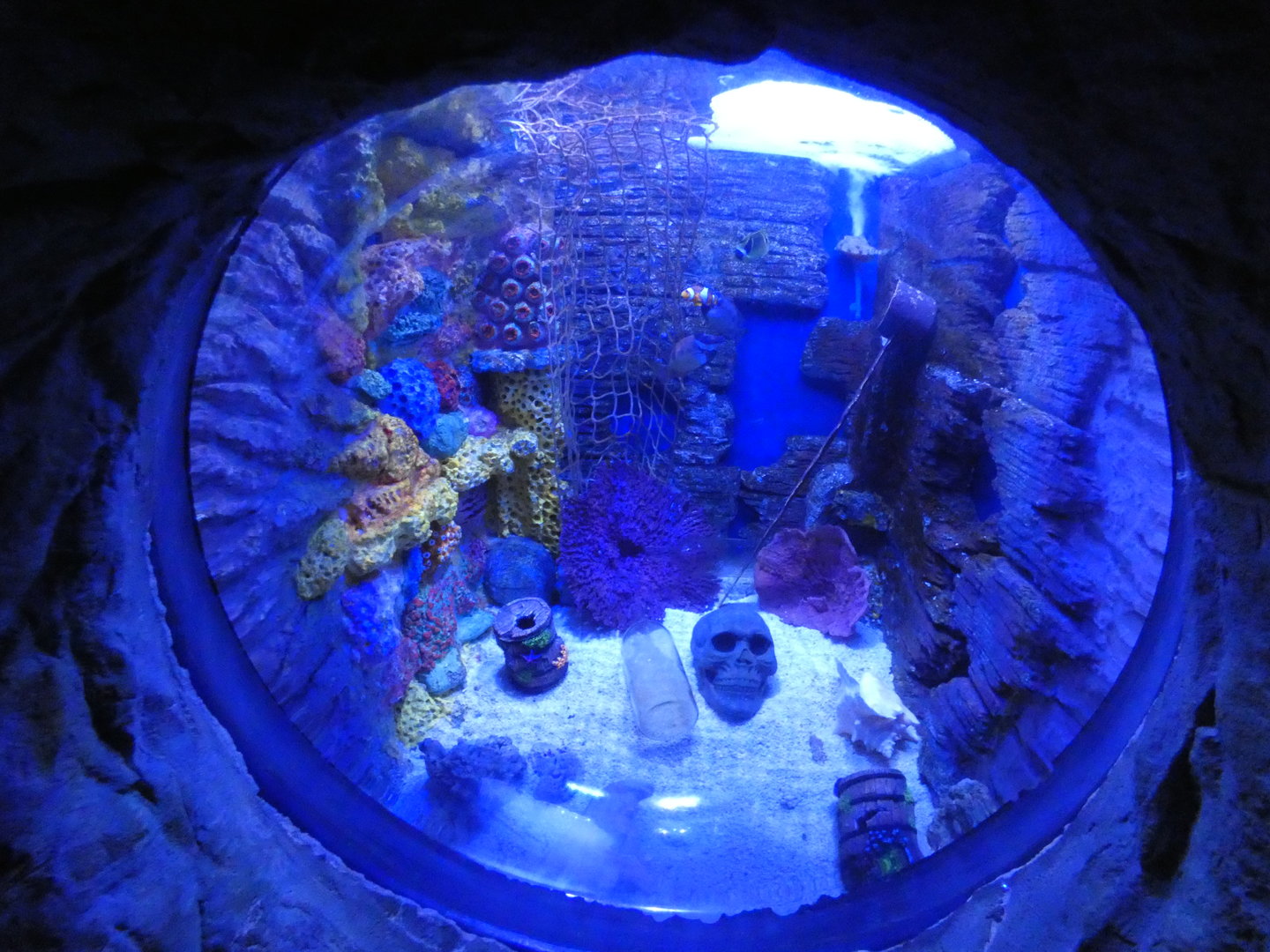 View into tank in the 'Sea Cave' area - Skegness Aquarium