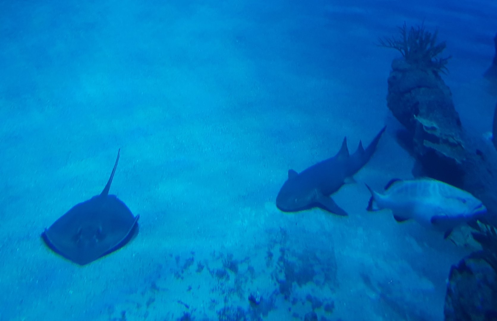 View into the Atlantic tank