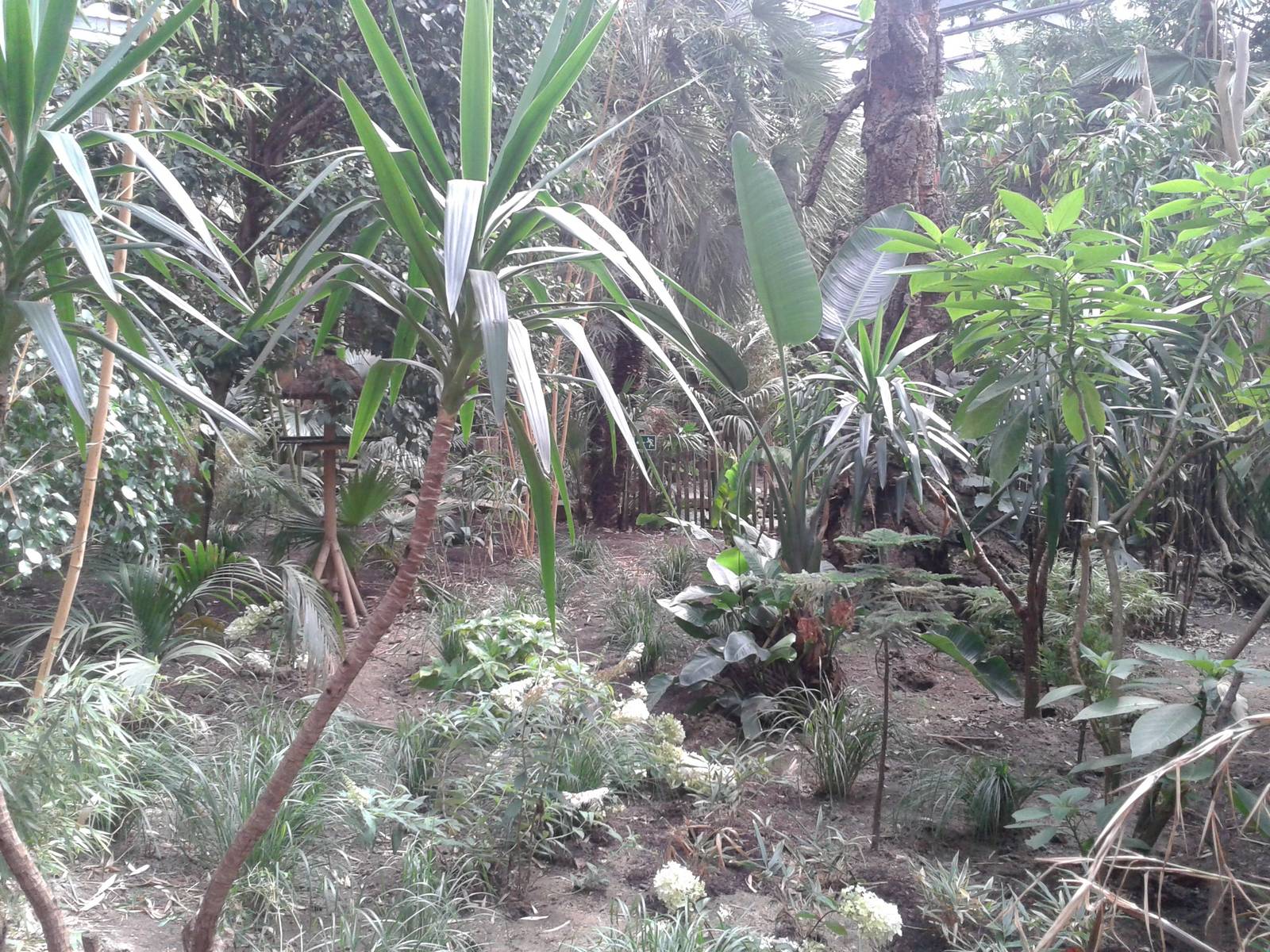View into the Bamboo Jungle