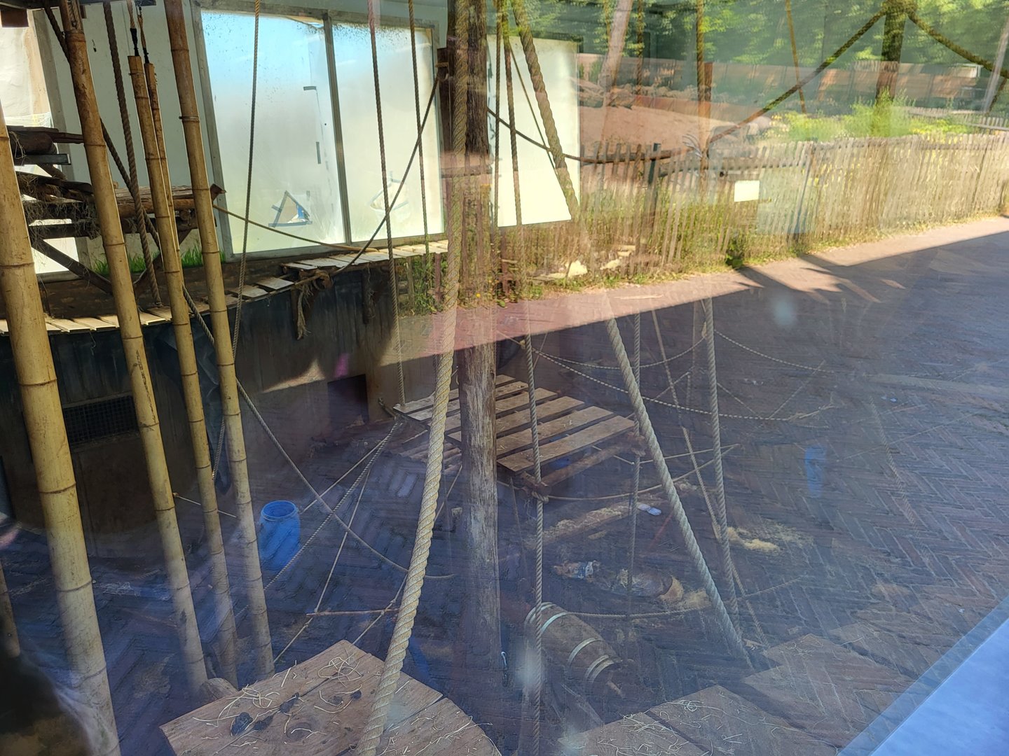 View into the Bonobo indoor-enclosure