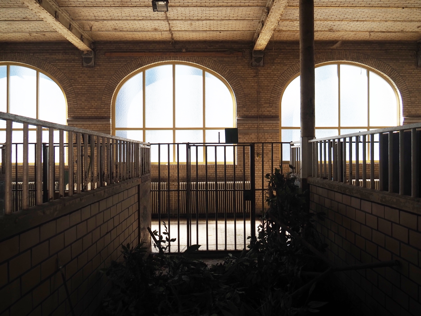 View into the bovine house, 2019-06-22