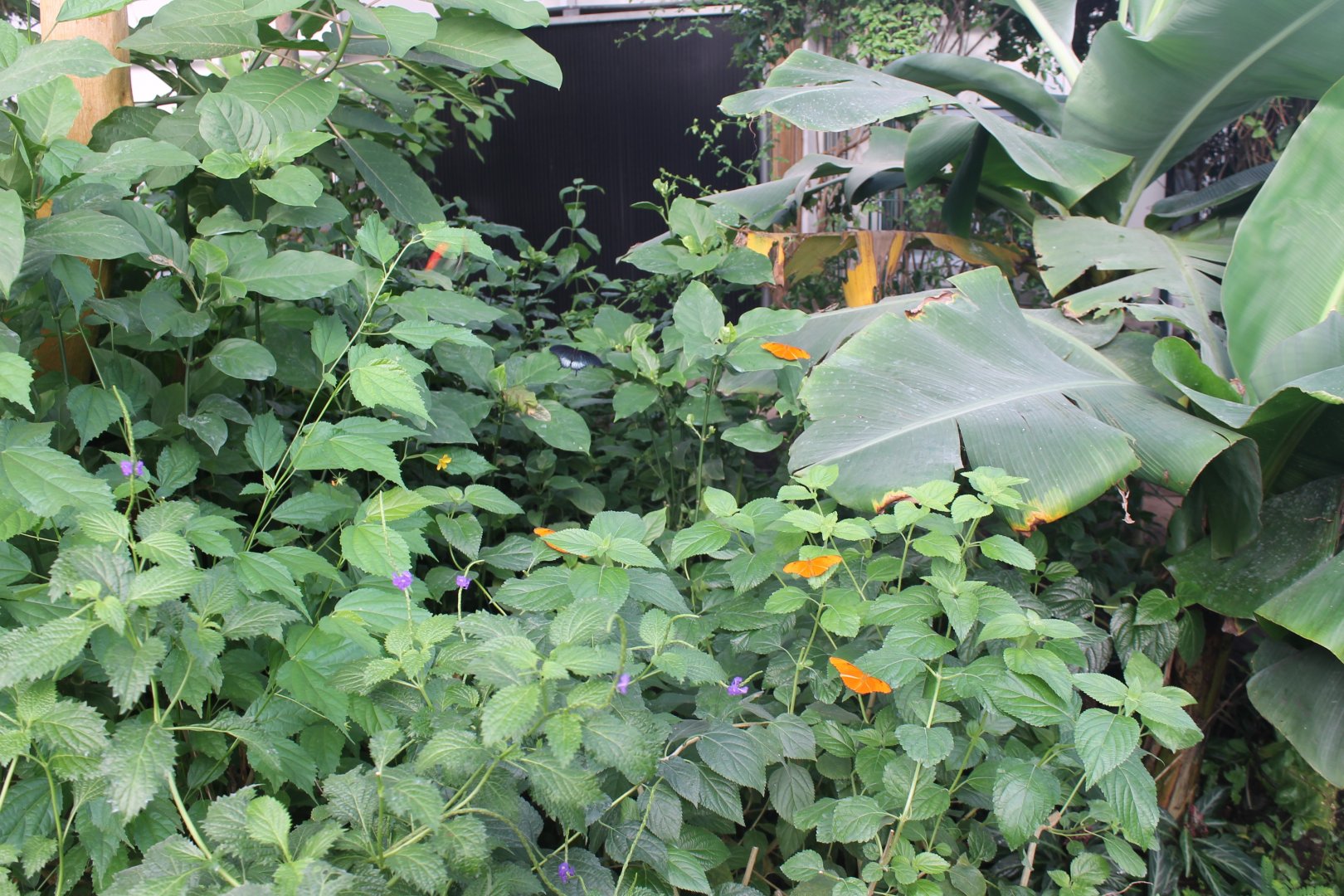View into the Butterfly-hall
