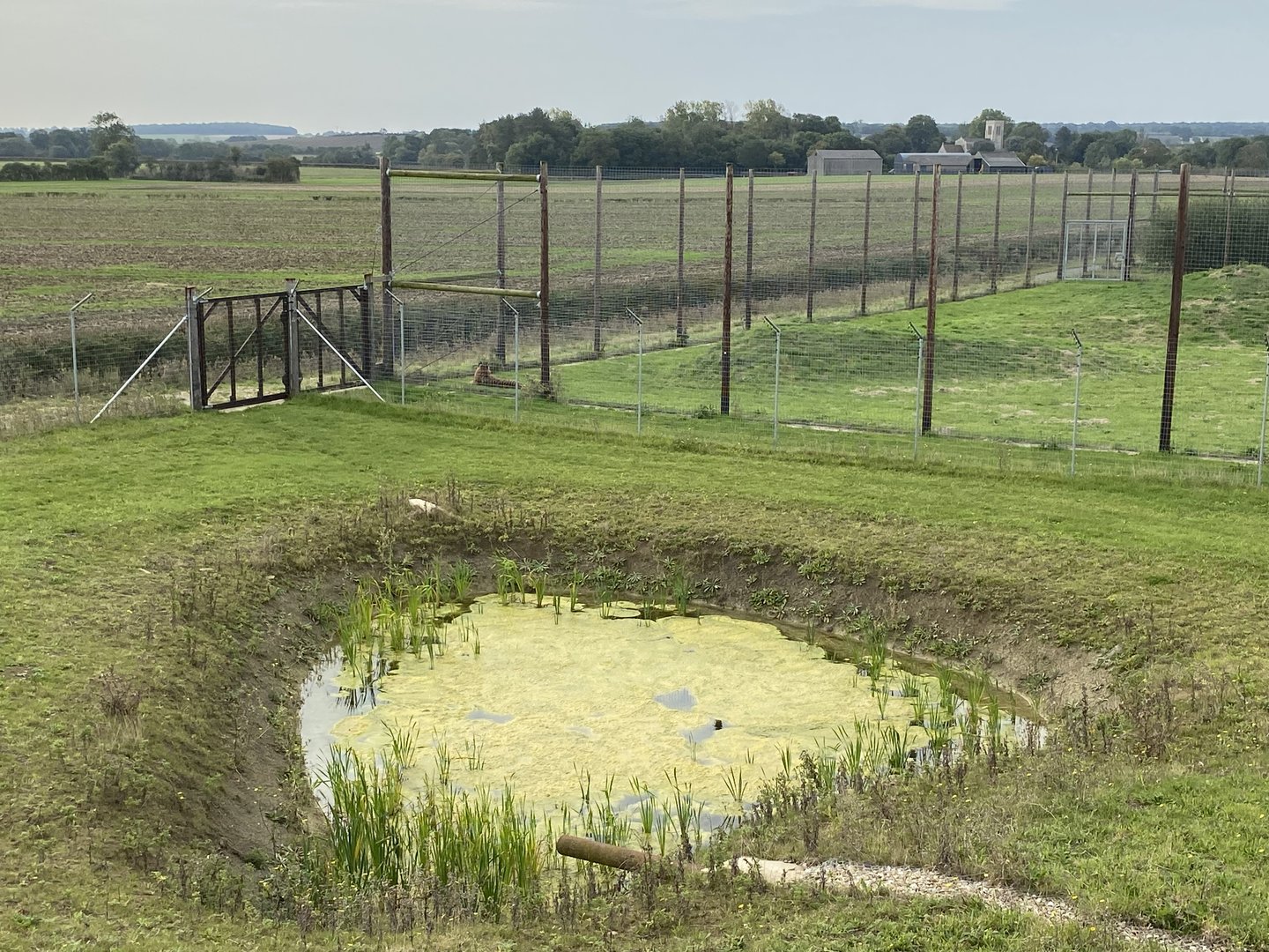 View into the dingo enclosure, viewing platform, Hamerton