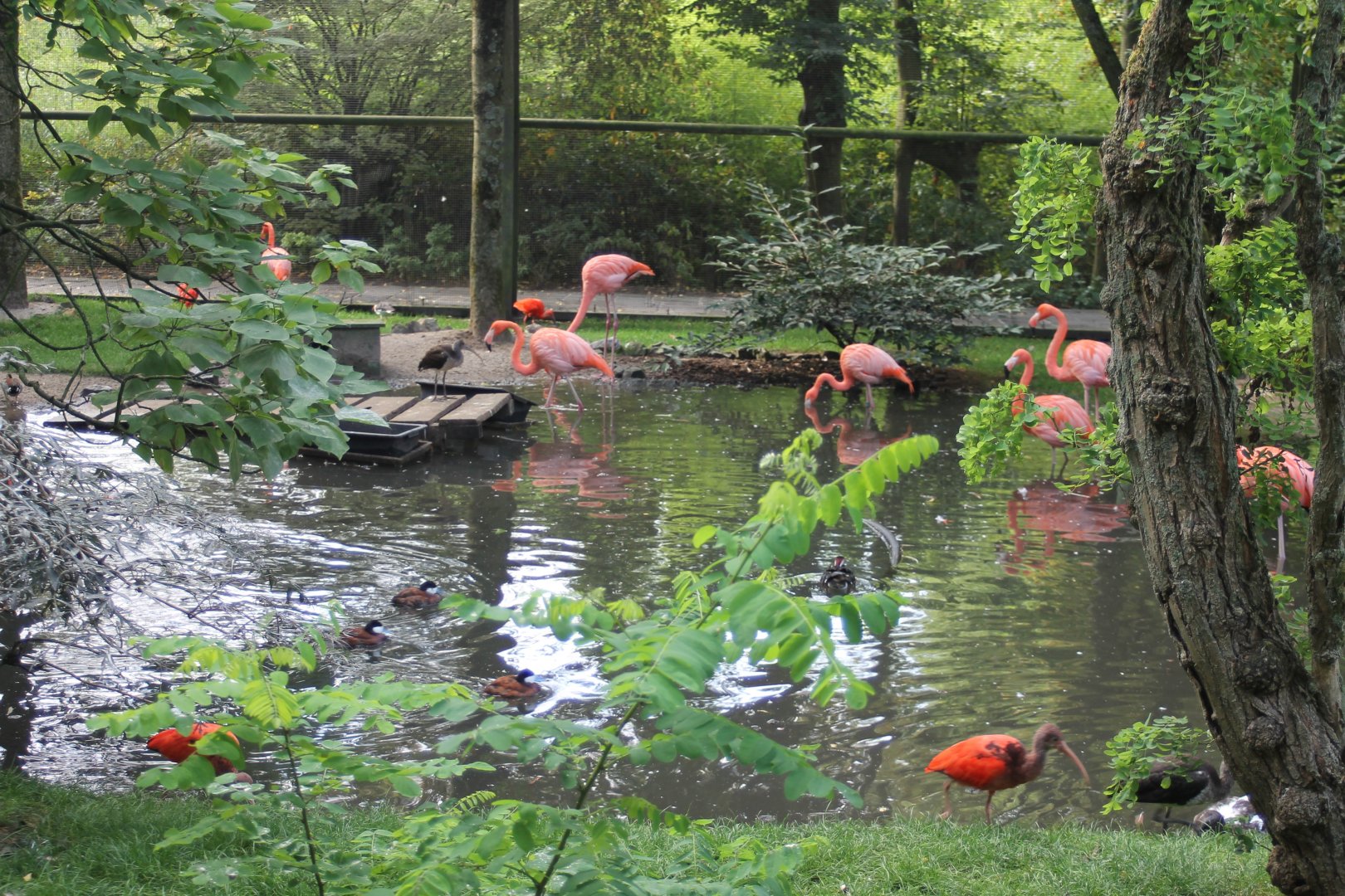 View into the Free-flight aviary
