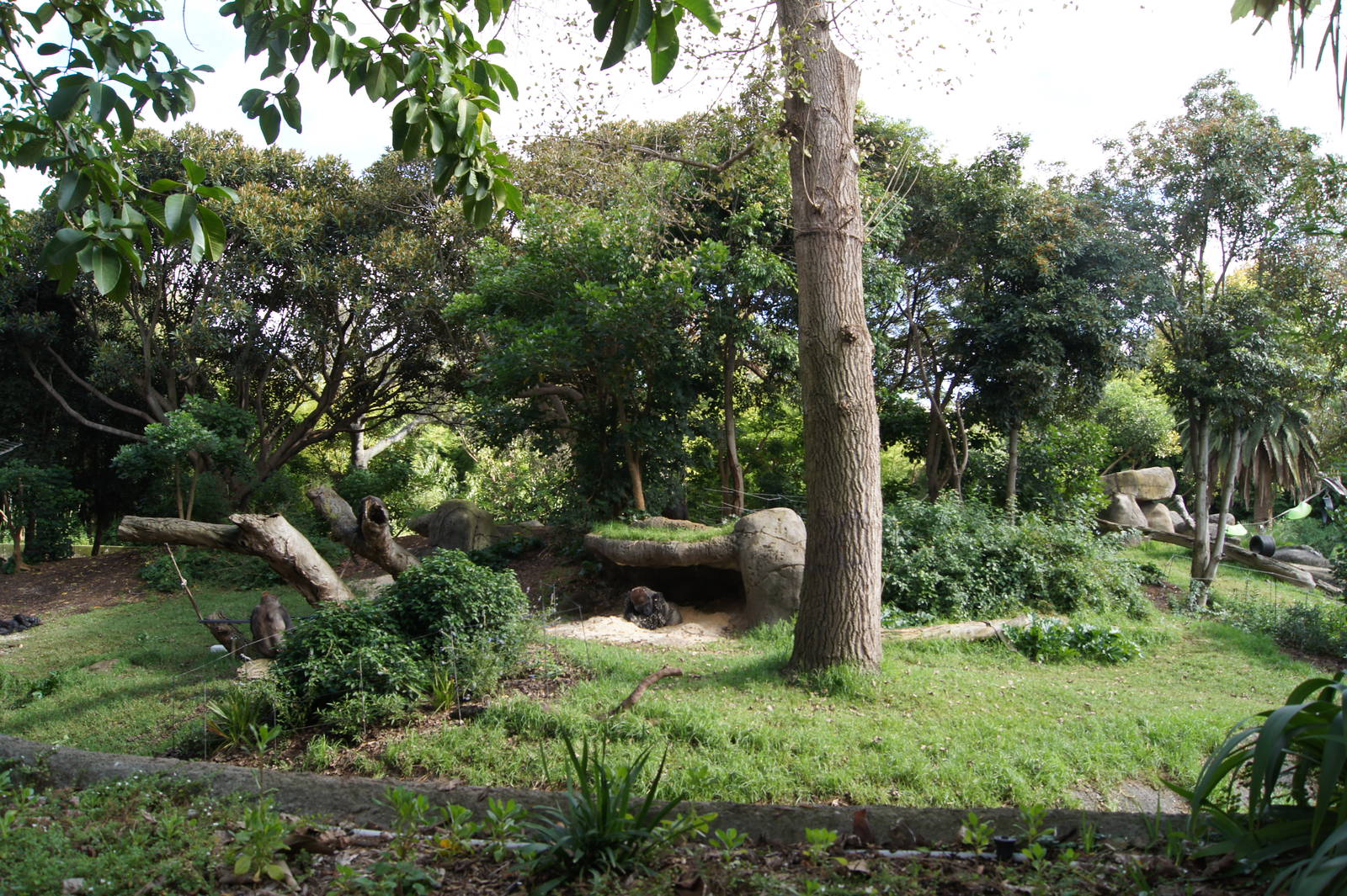 View into the gorilla exhibit