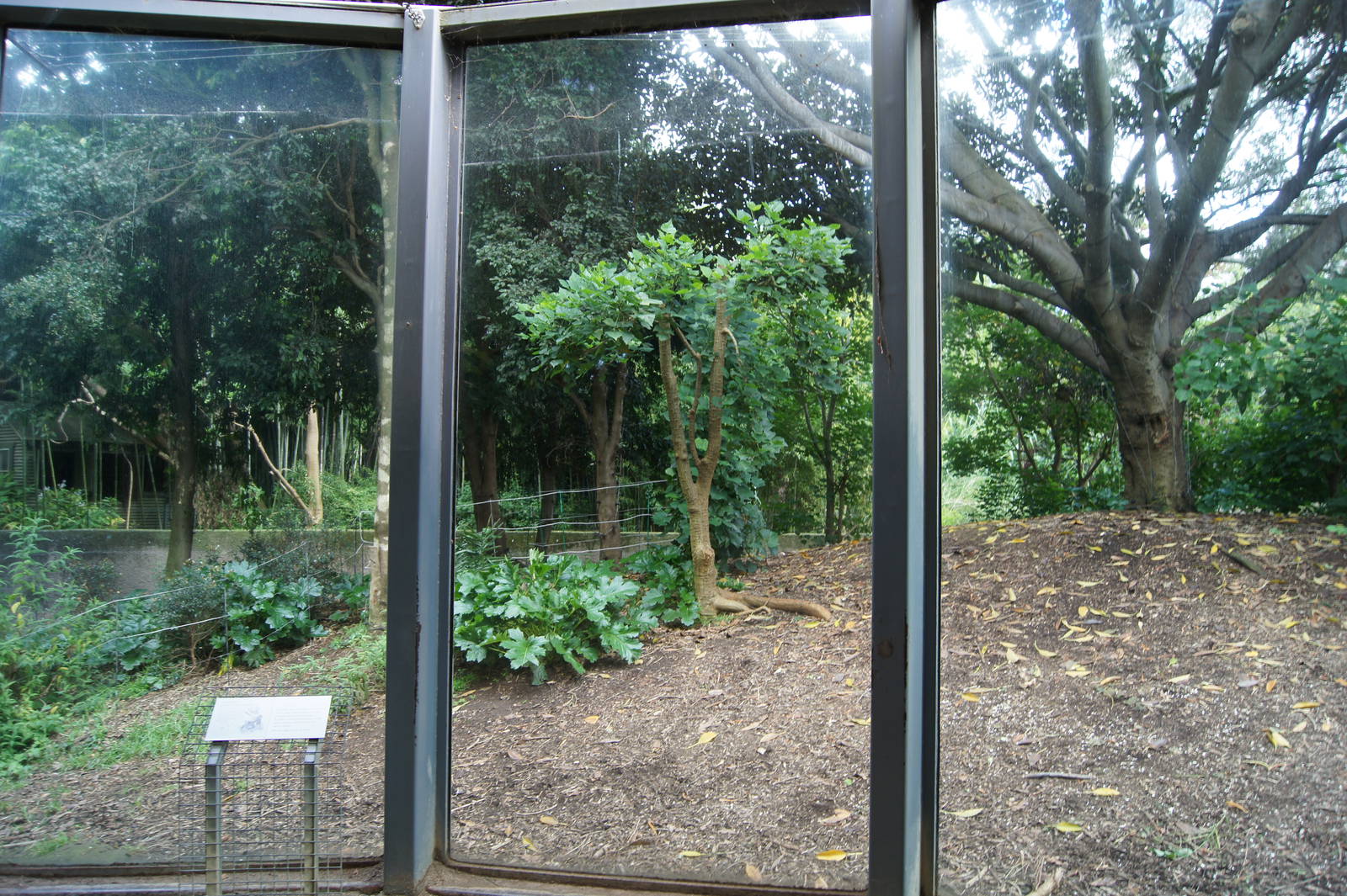View into the gorilla exhibit