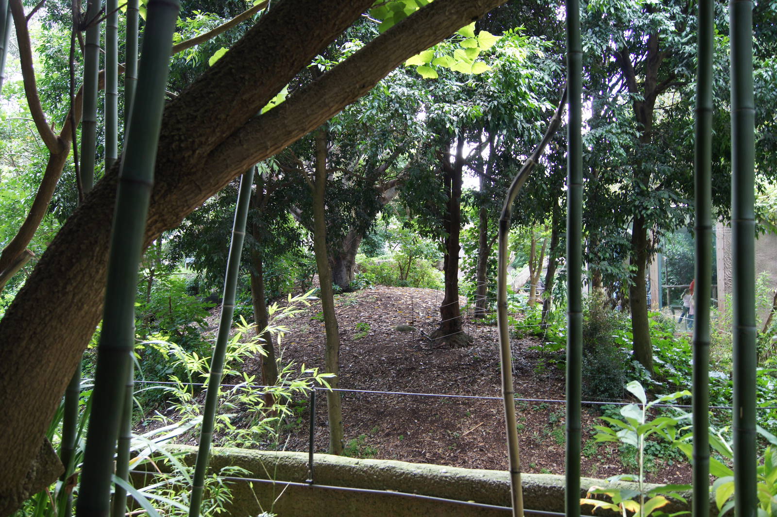 View into the gorilla exhibit
