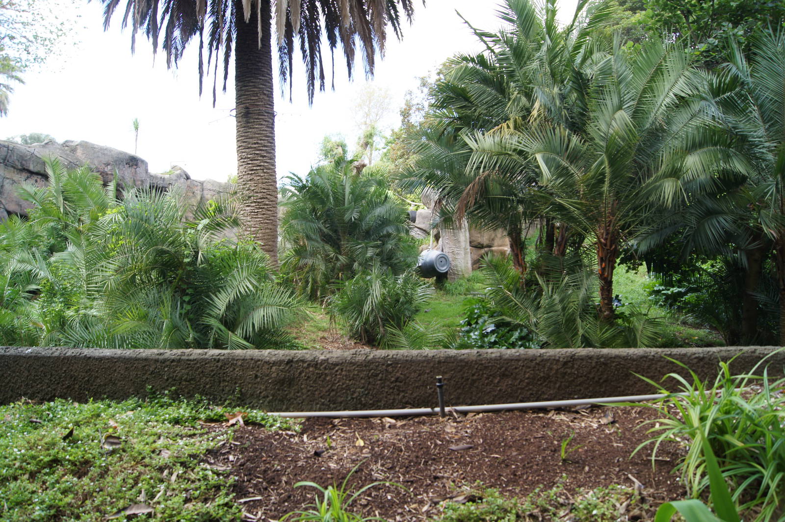 View into the gorilla exhibit