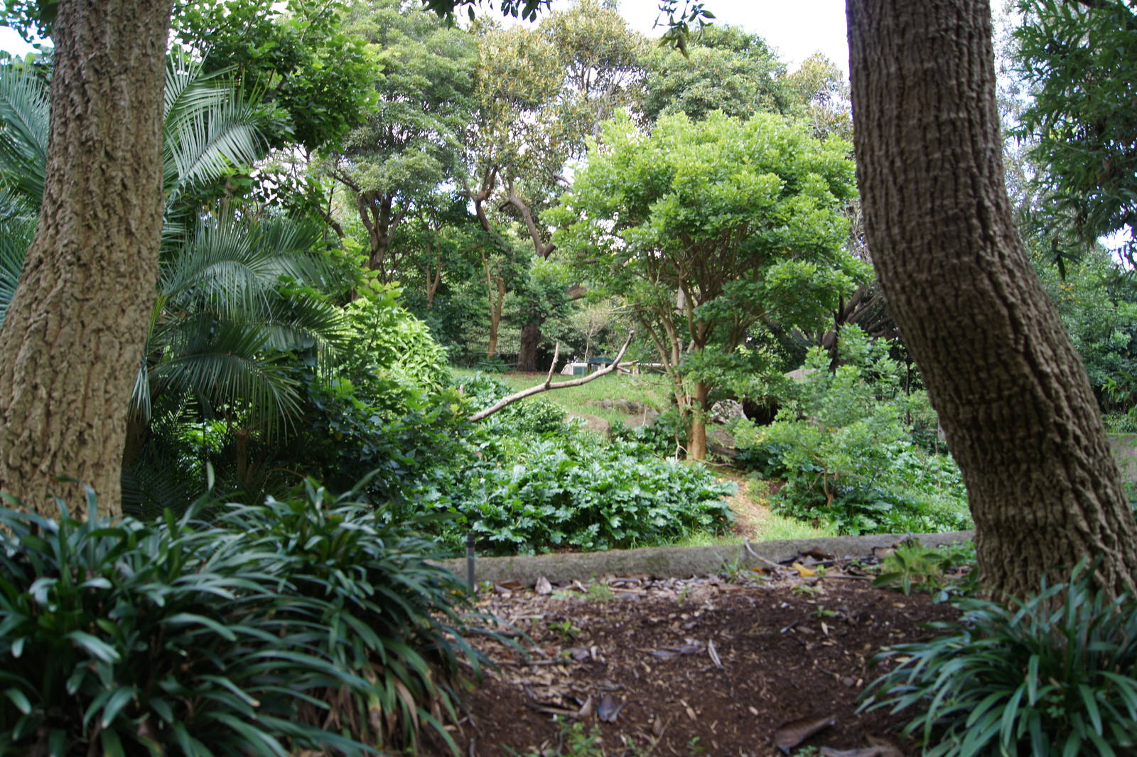 View into the gorilla exhibit