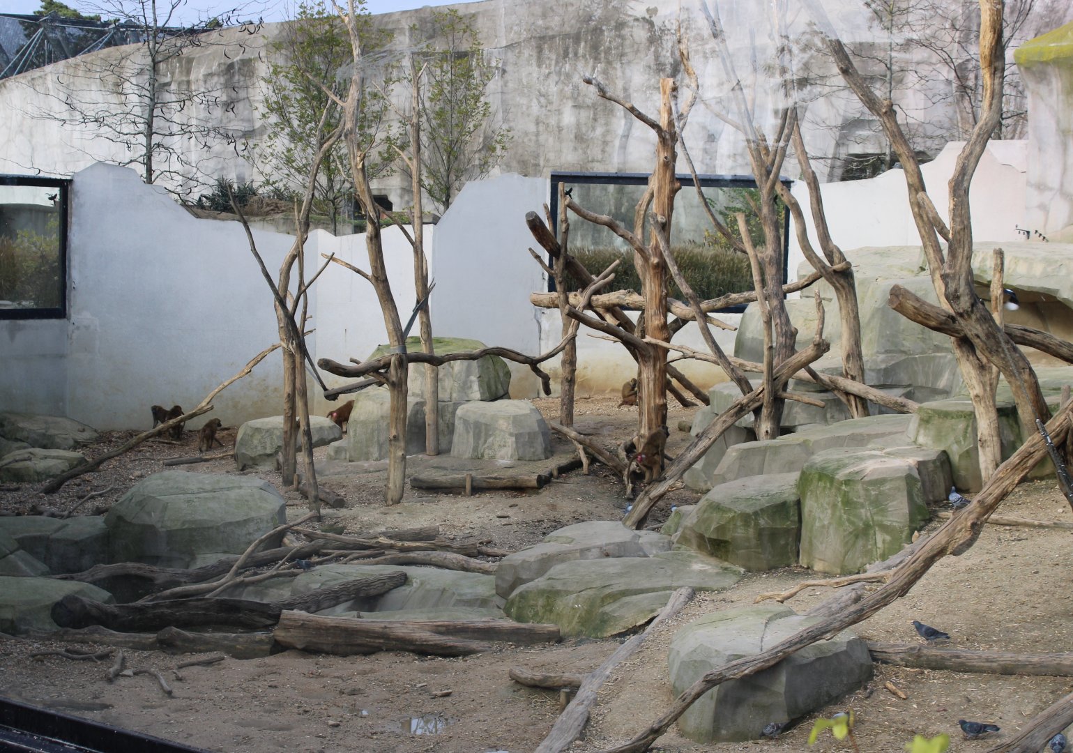 View into the Guinea baboon enclosure