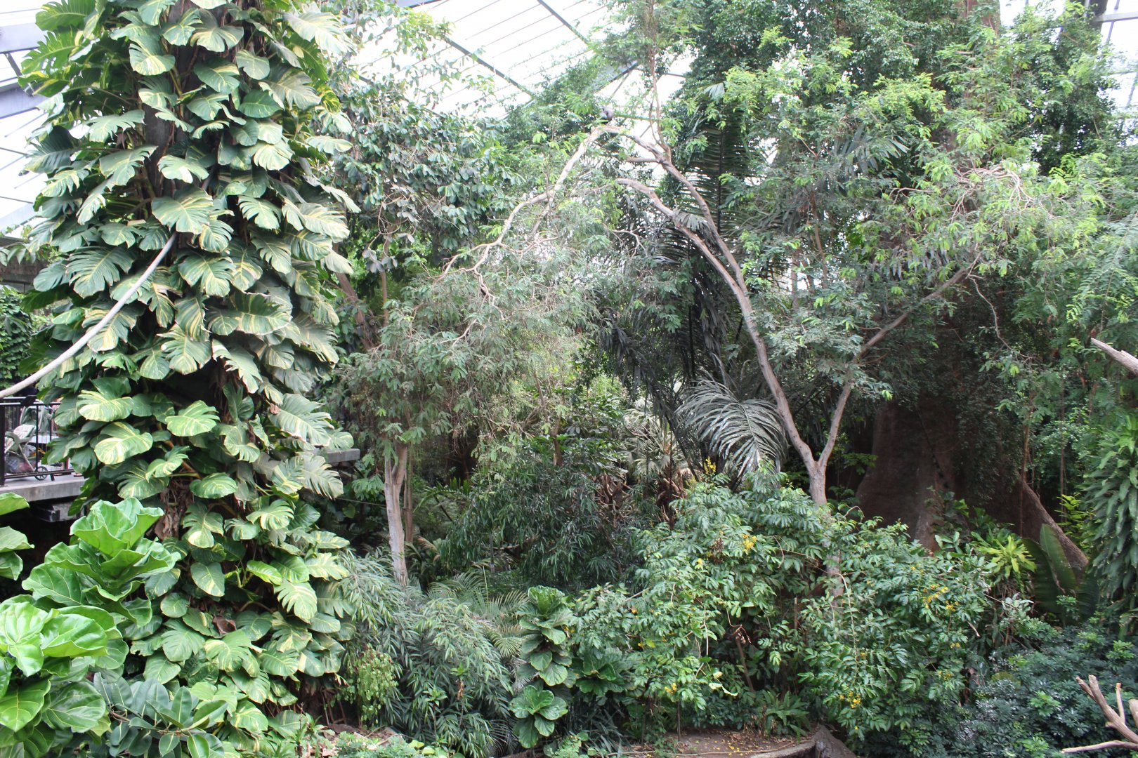 View Into The Jungle - Lied Jungle