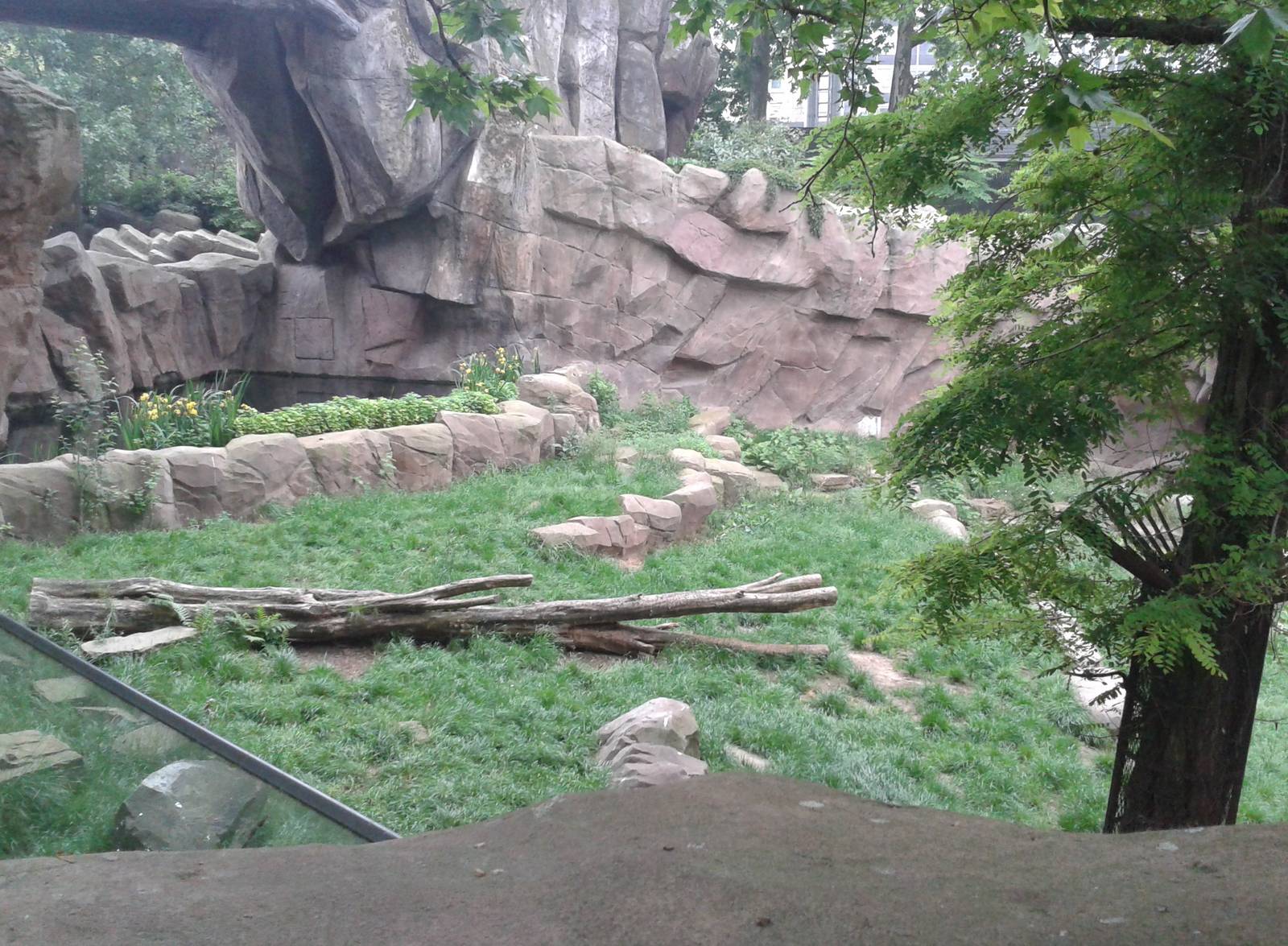 View into the Lion enclosure