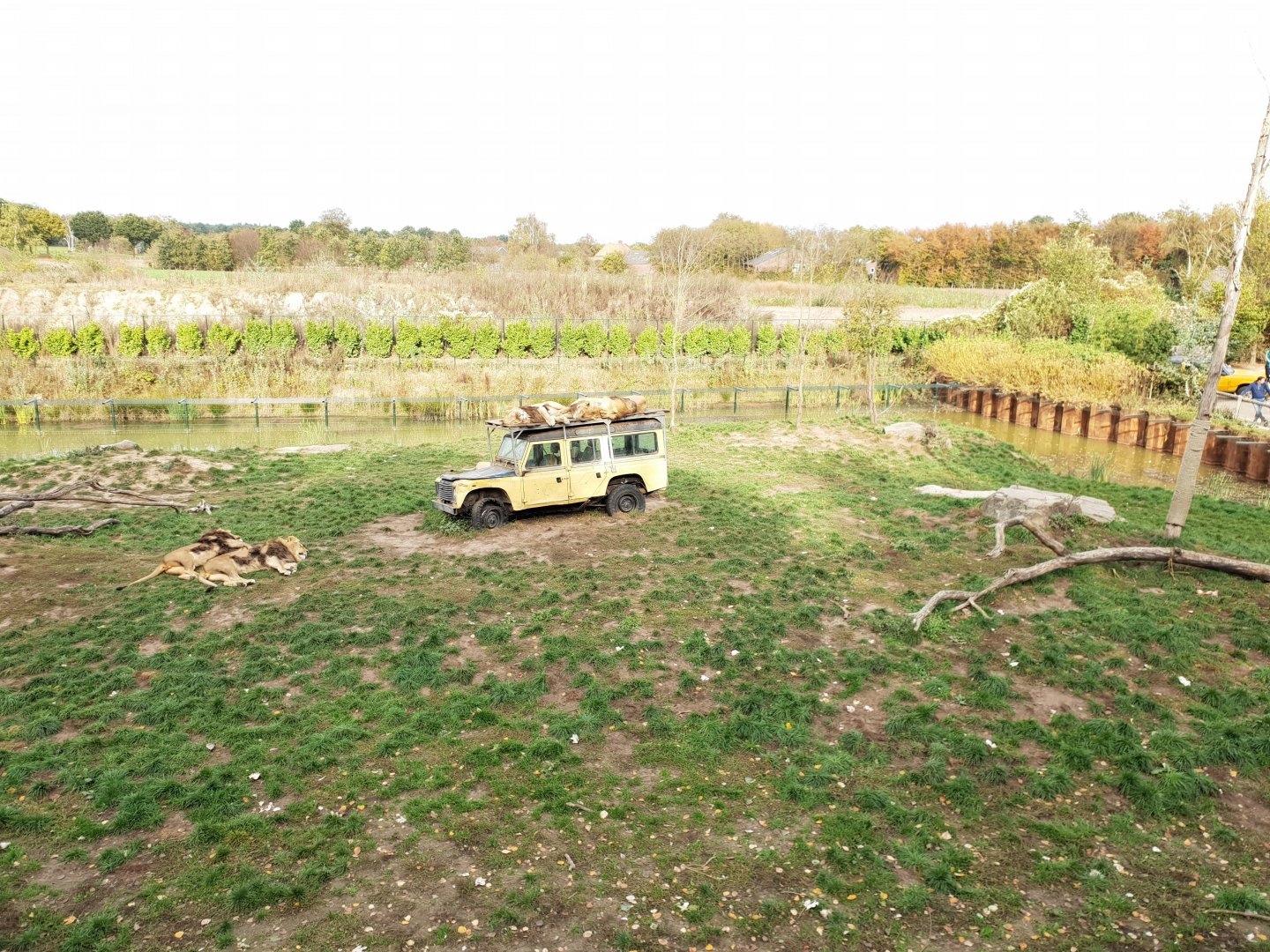 View into the Lion-enclosure