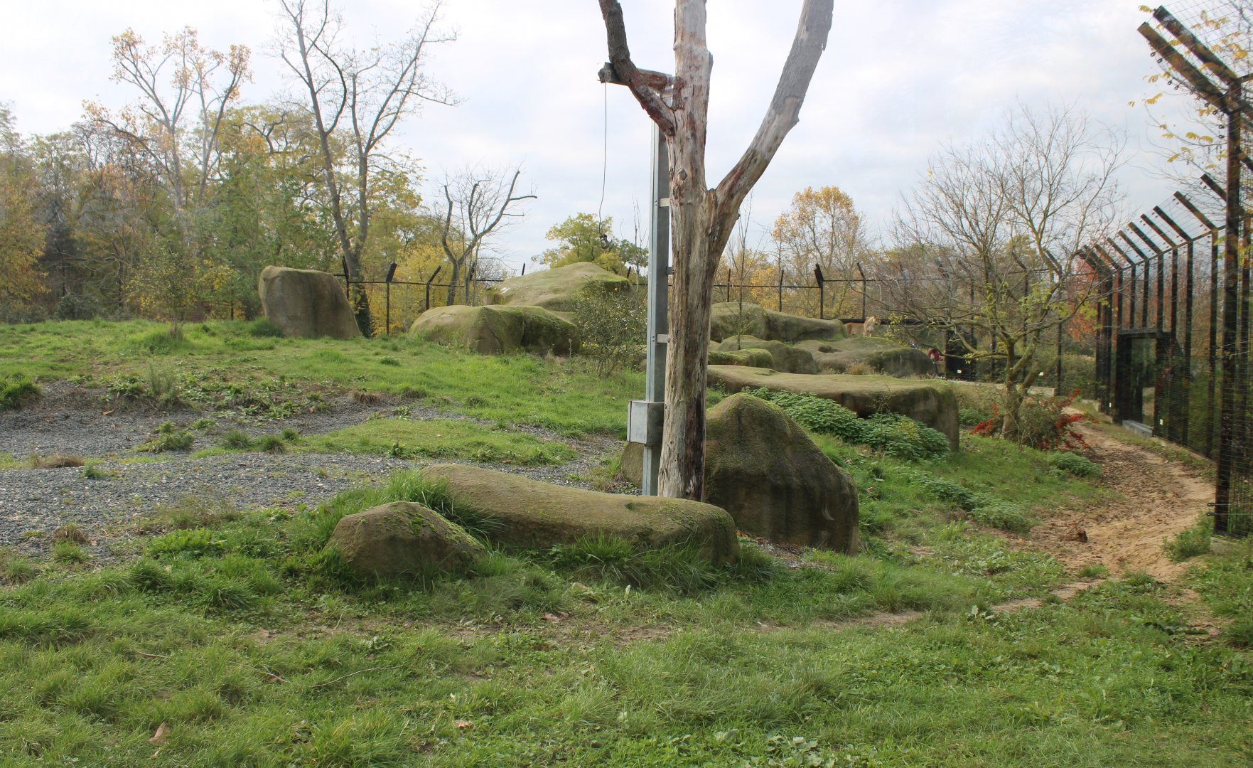 View into the Lion-enclosure