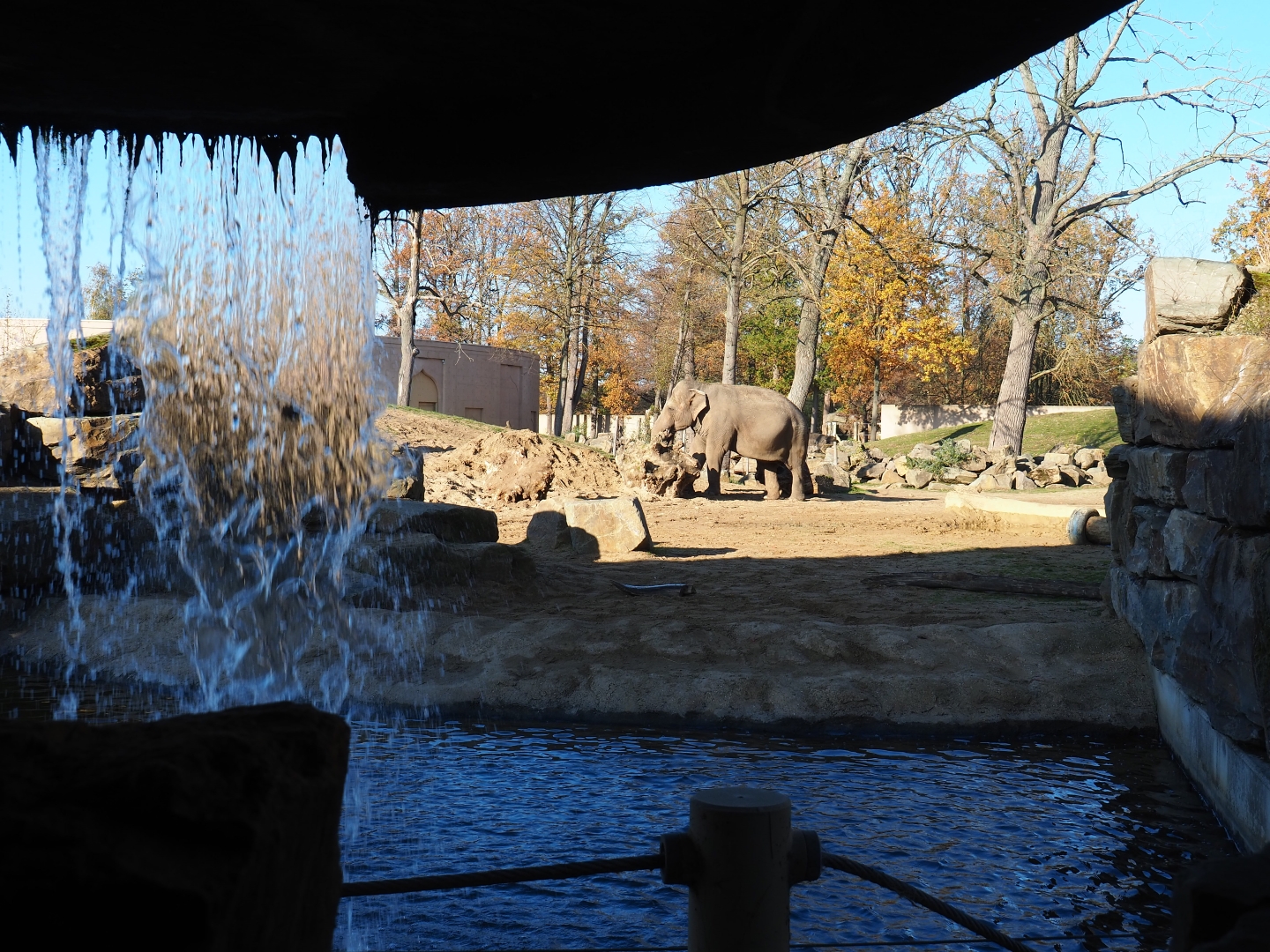 View into the main Asian elephant paddock from behind a waterfall (Nov 18th, 2018)
