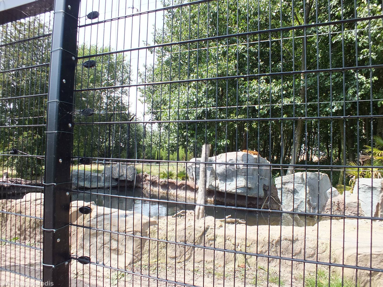 View into the Malayan Tiger Enclosure