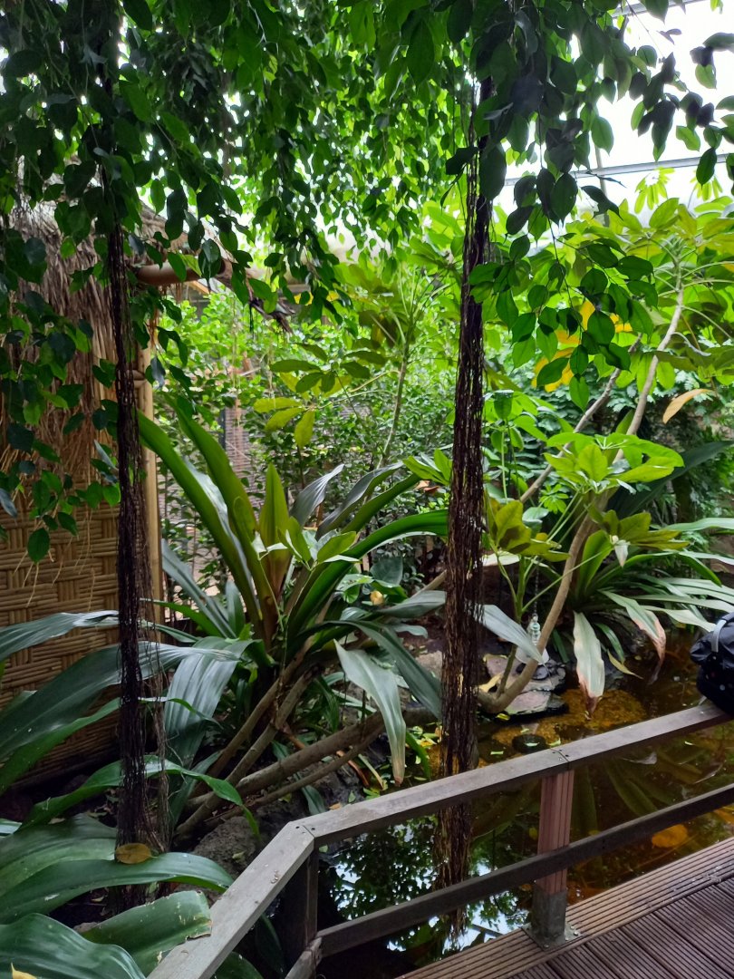 View into the Pantanal-part of the Tropical Hall