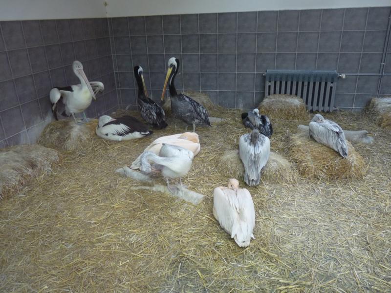 View into the pelican house