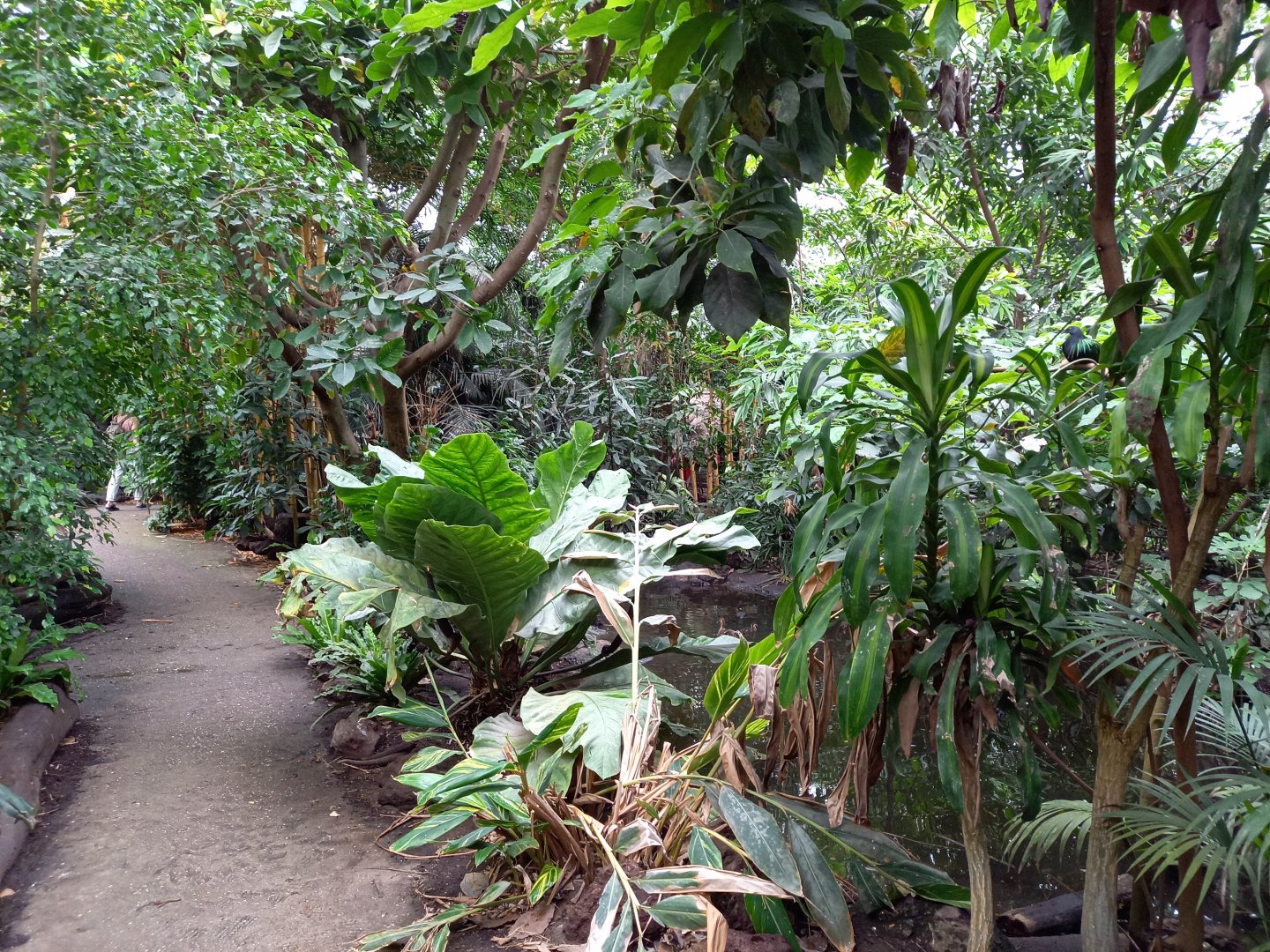 View into the Philippine-part of the Tropical Hall