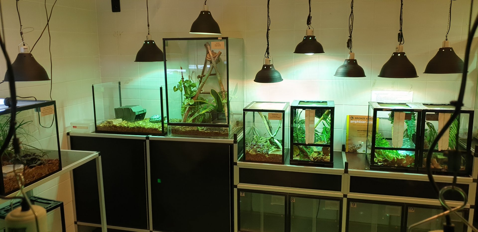 View into the reptile raising room