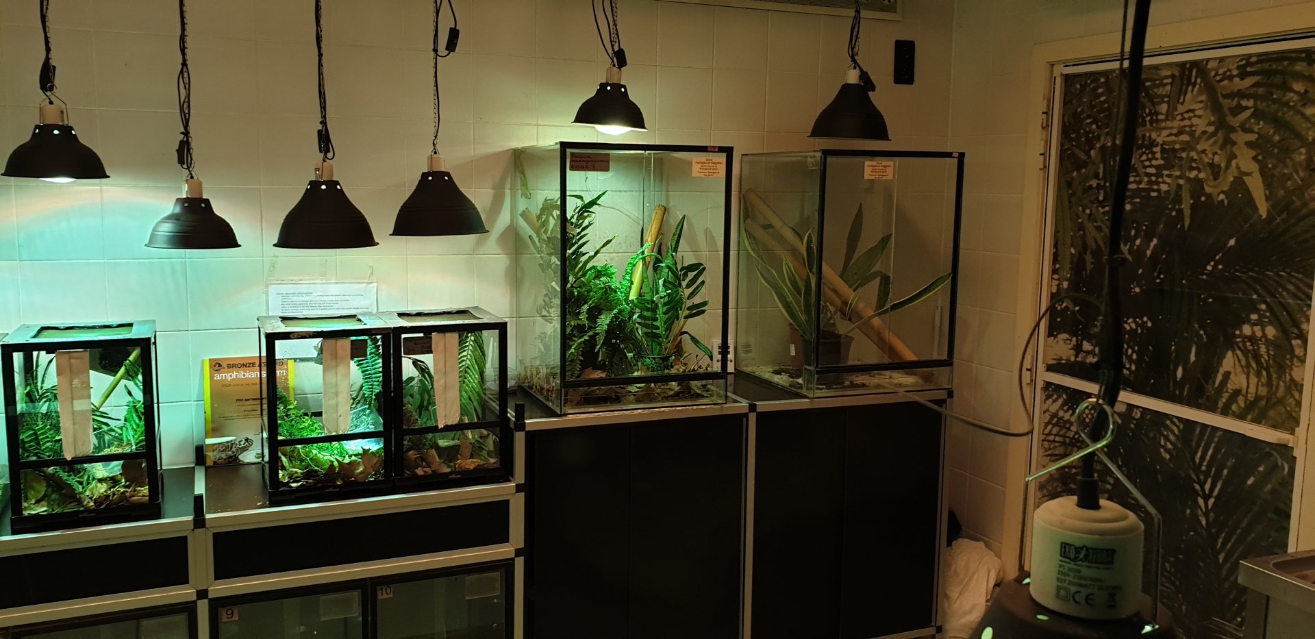 View into the reptile raising room