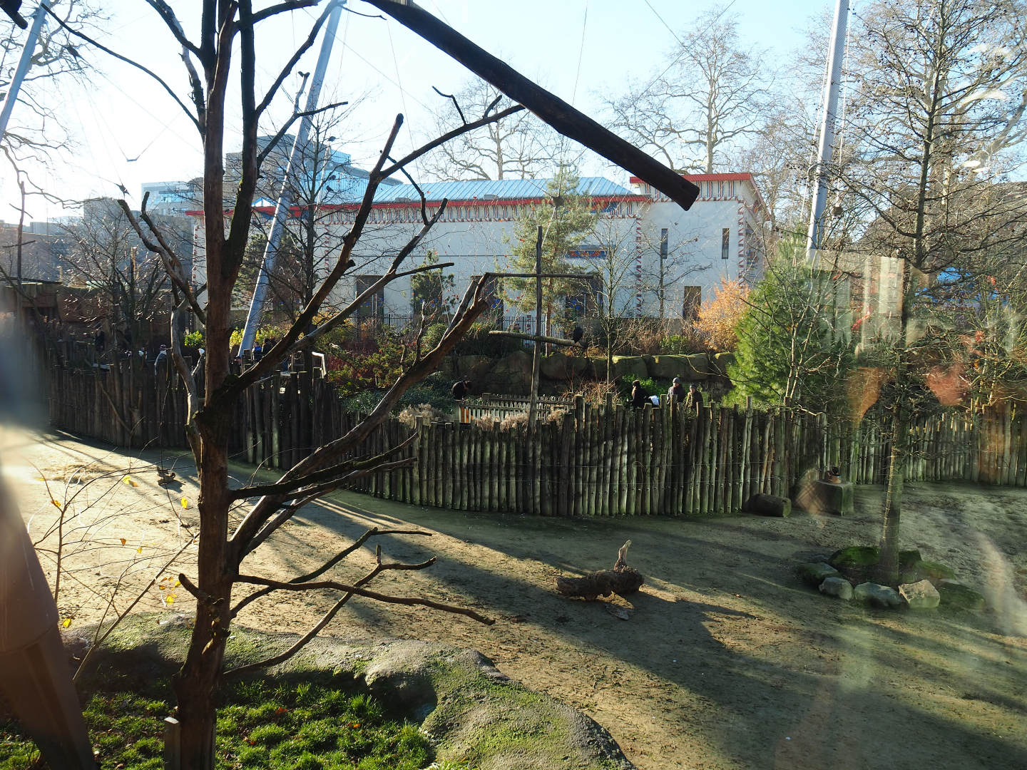 View into the Savanna aviary from the restaurant, 2019-12-30