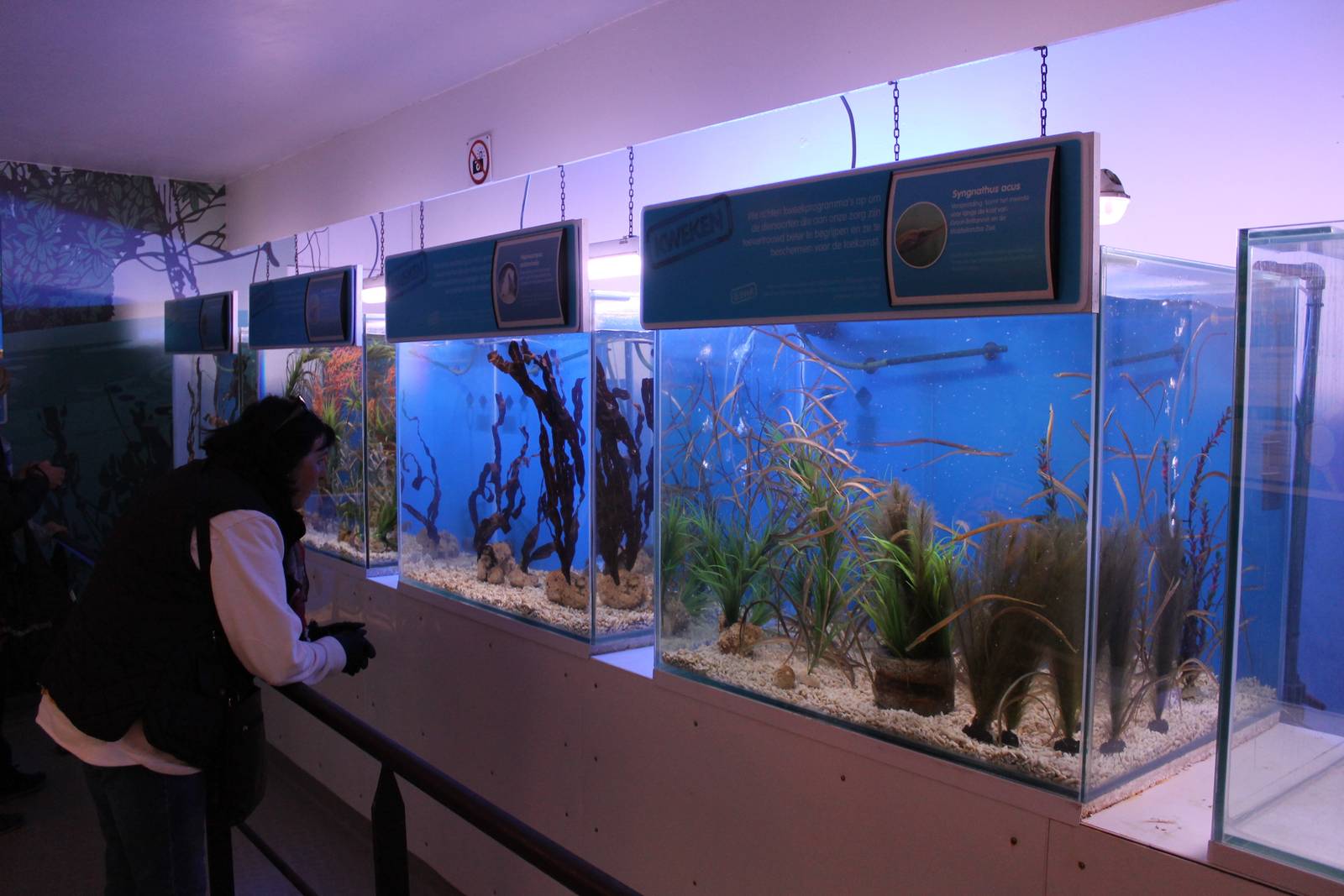 View into the Sea horse room