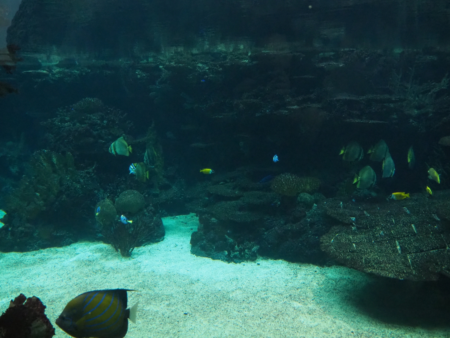 View into the second lagoon tank (Sep 16th, 2018)