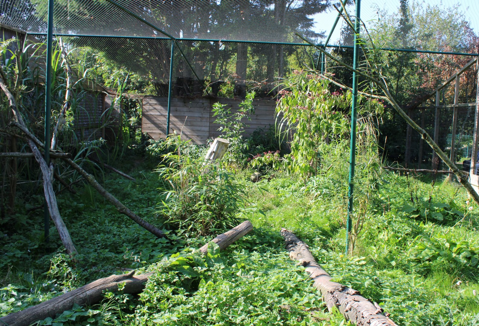 View into the Serval-enclosure