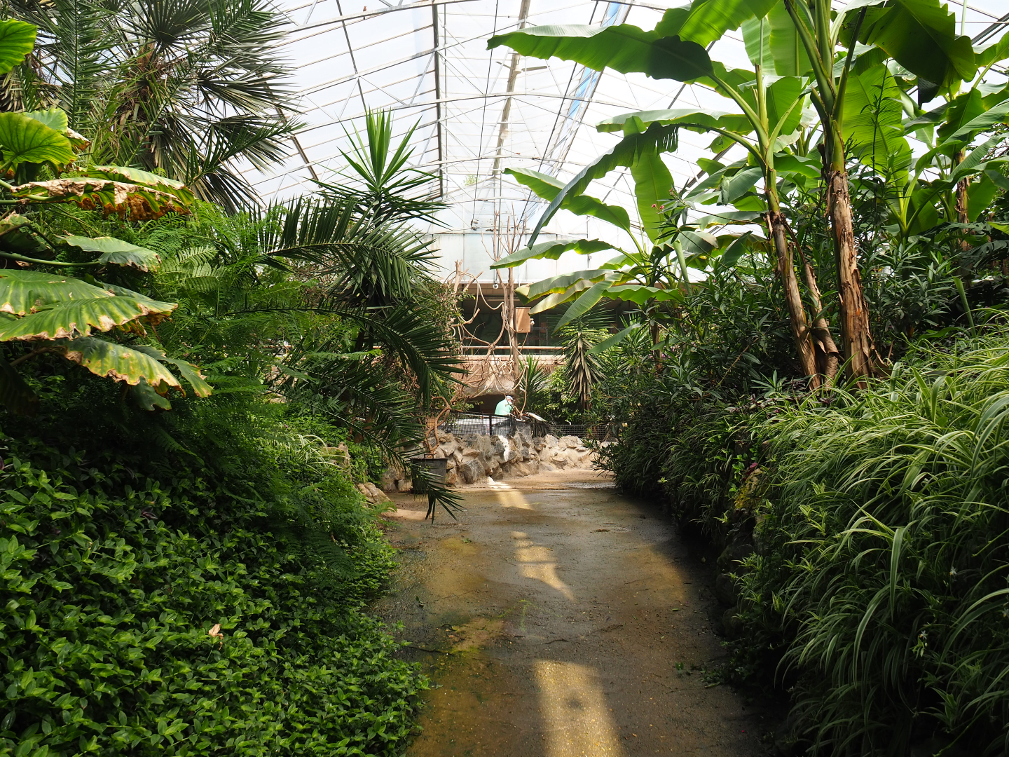 View into the tropical hall upon leaving the reptile corridor, 2020-06-20