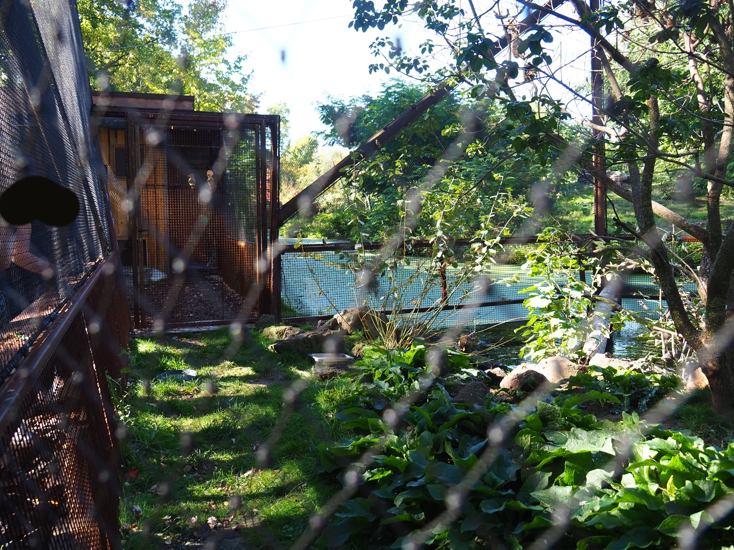 View into the Weaver bird - Hoopoe - Knob-billed duck aviary (Oct 13th, 2018)
