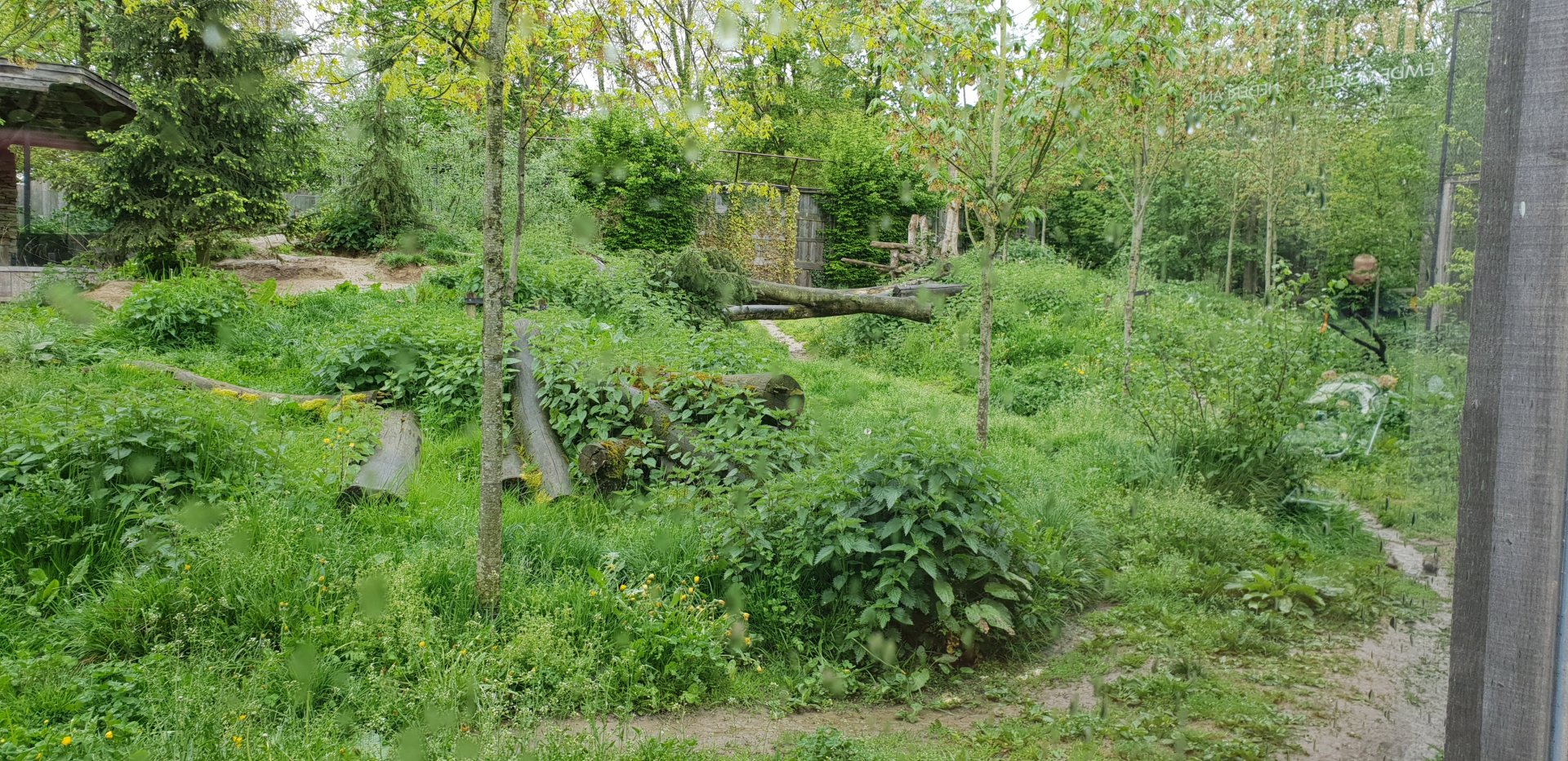 View into the Wolf-enclosure
