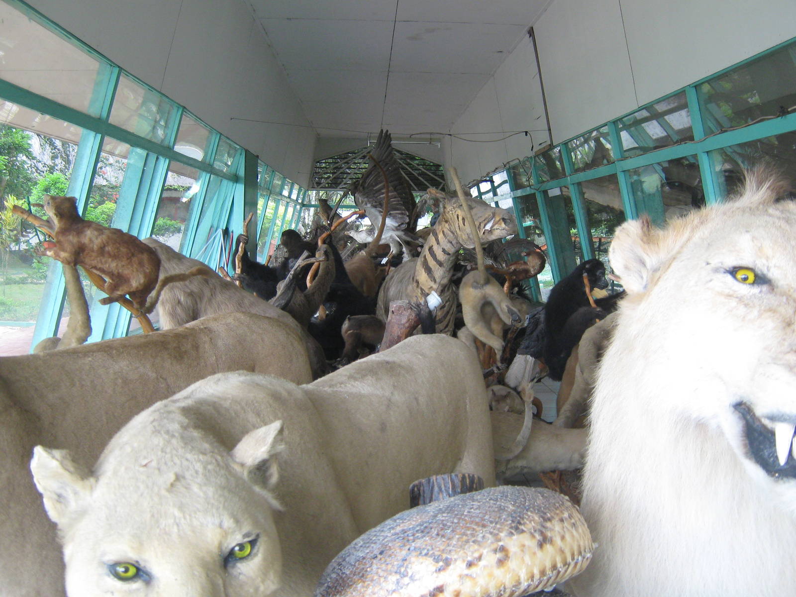 view into the zoo museum