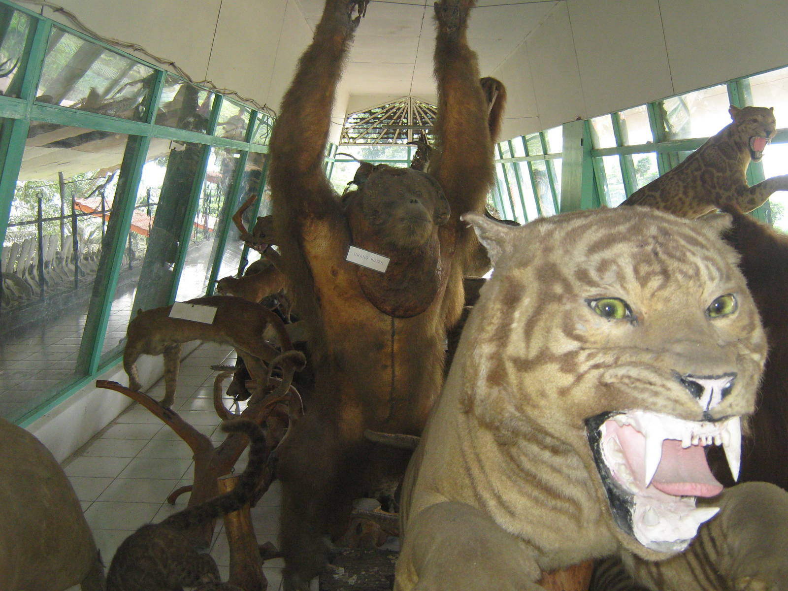 view into the zoo museum
