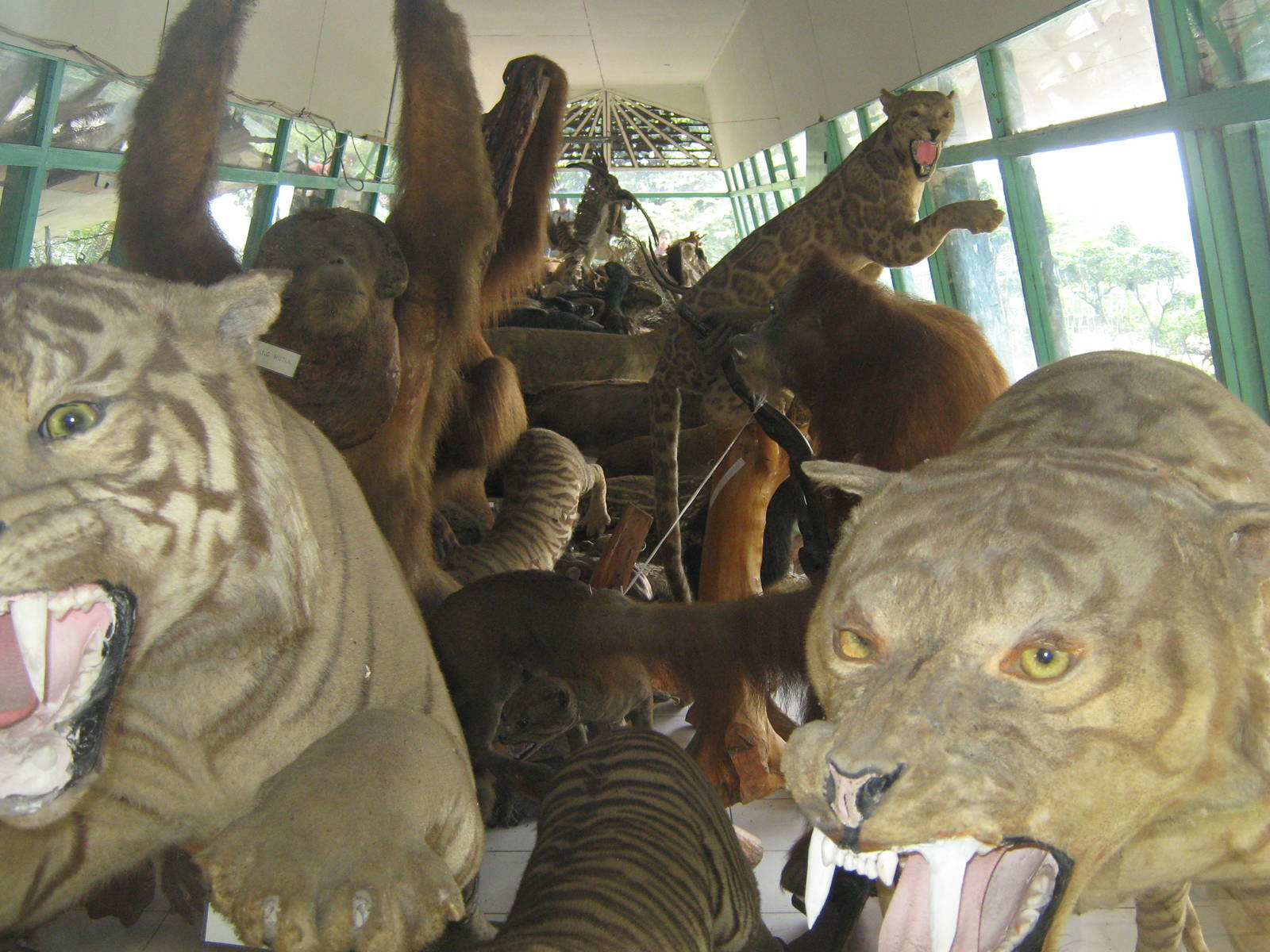 view into the zoo museum