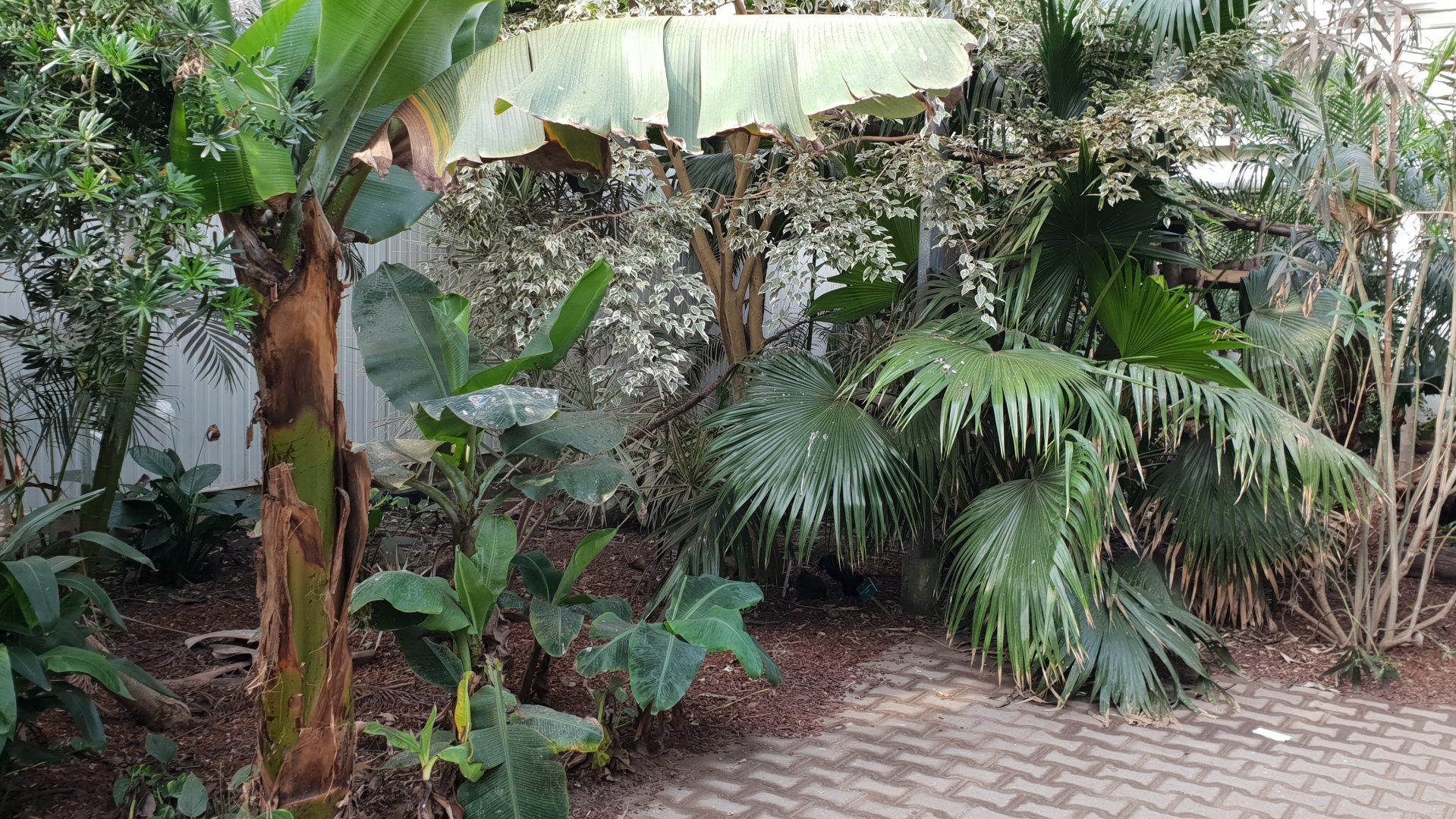View into Tropical House