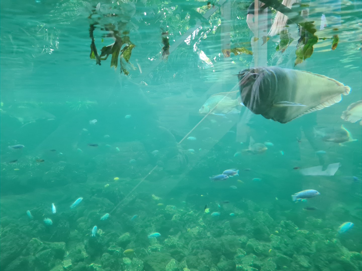 View into tropical pond