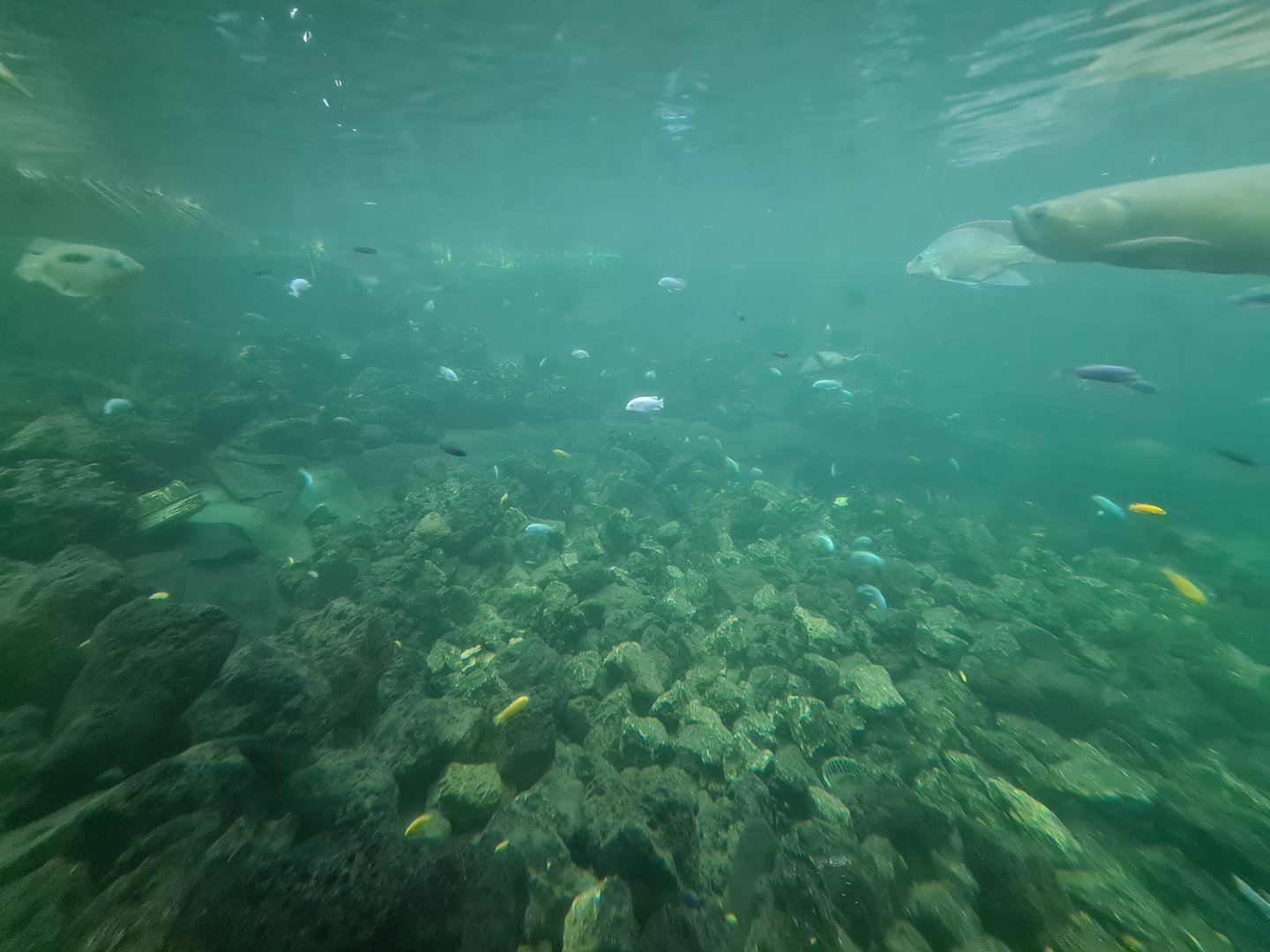 View into tropical pond