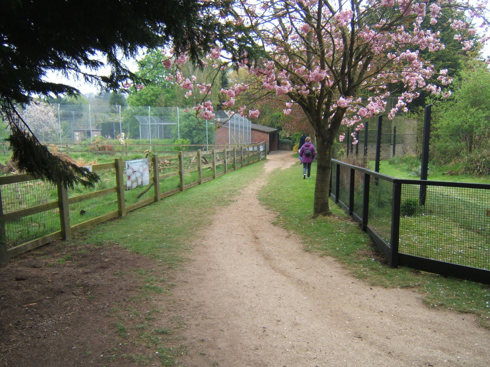 View Lemur enclosure on right/African Lion enclosure on left