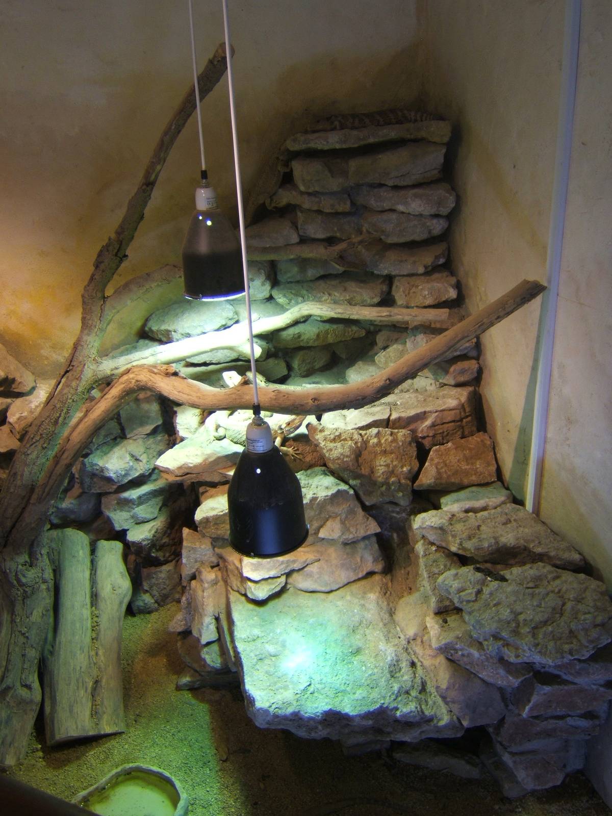 View mixed exhibit for Bearded Dragons and Blue-tongued Skink