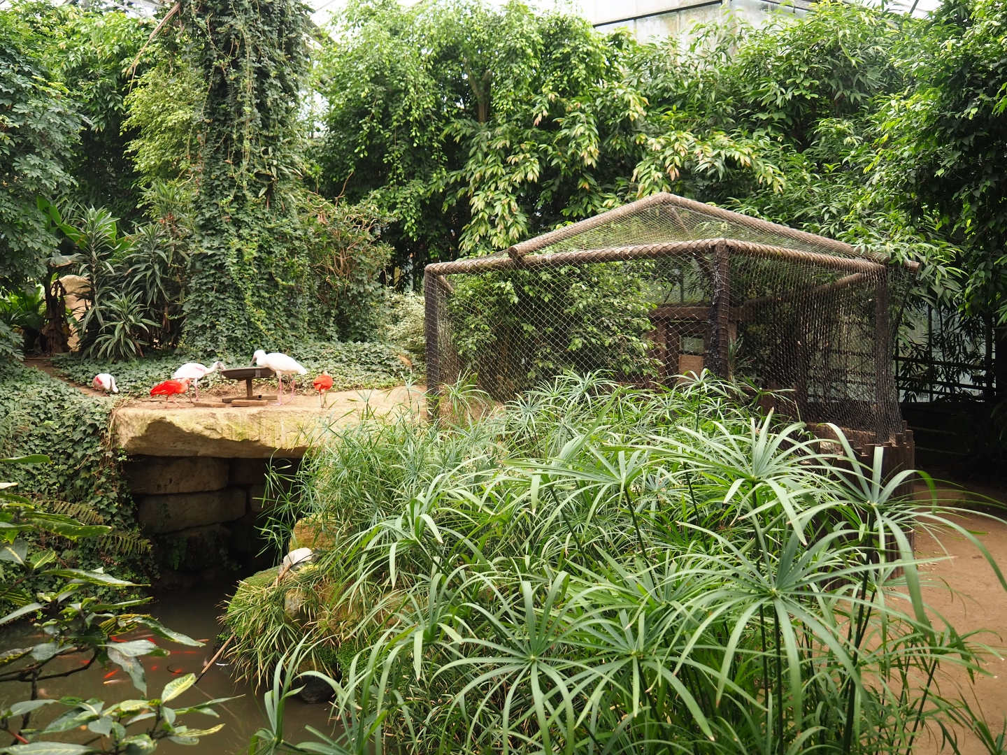View near spectacled caiman cage (Aug 28th, 2018)