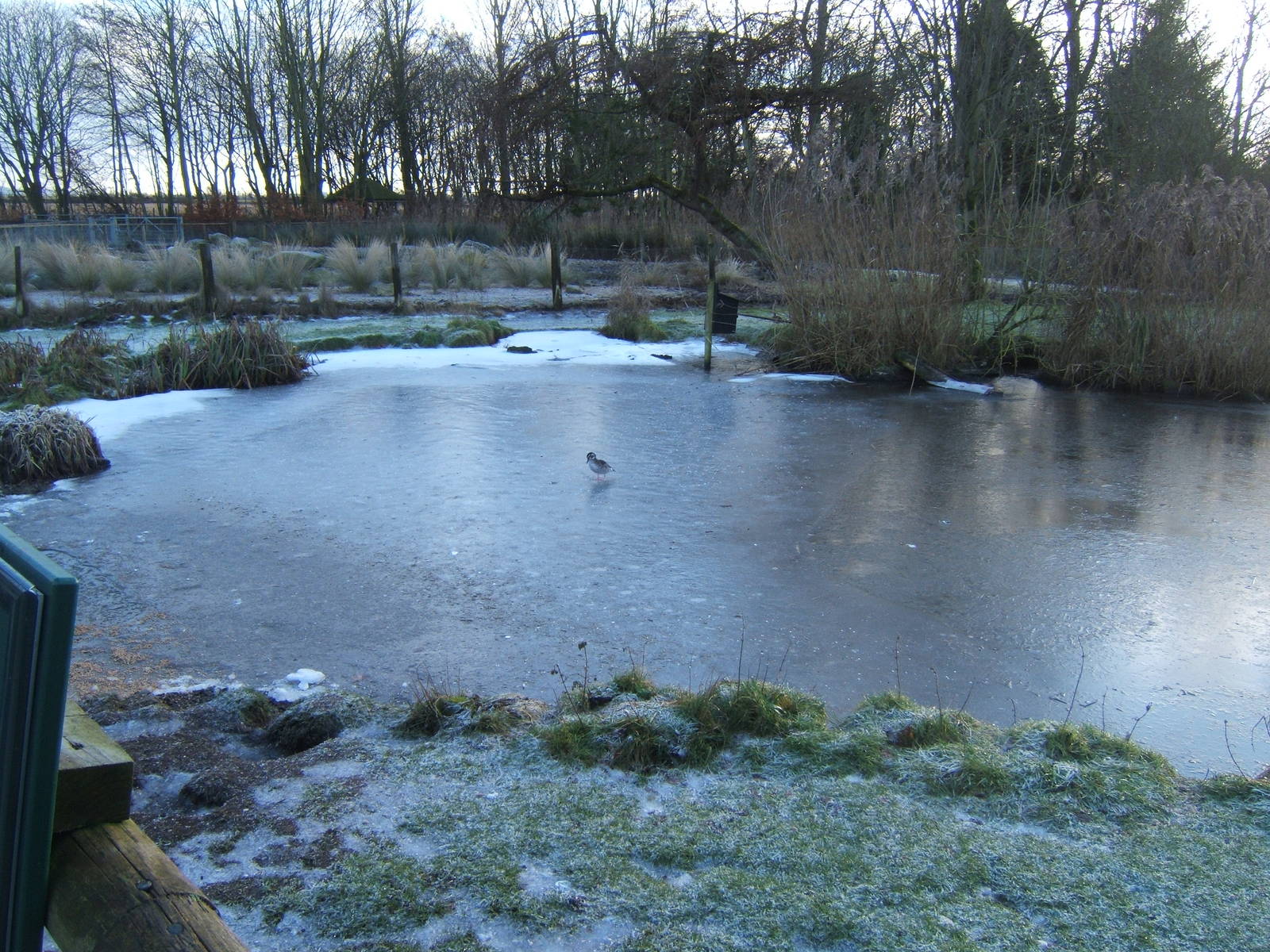 View of a frozen Martin Mere