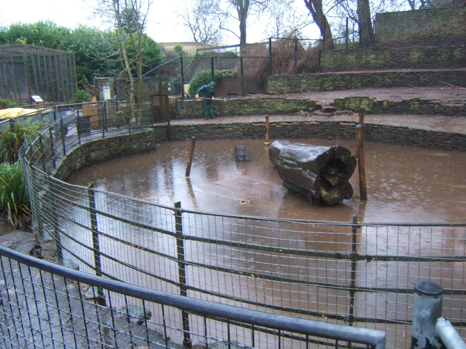 View of a very wet Barbary Sheep enclosure