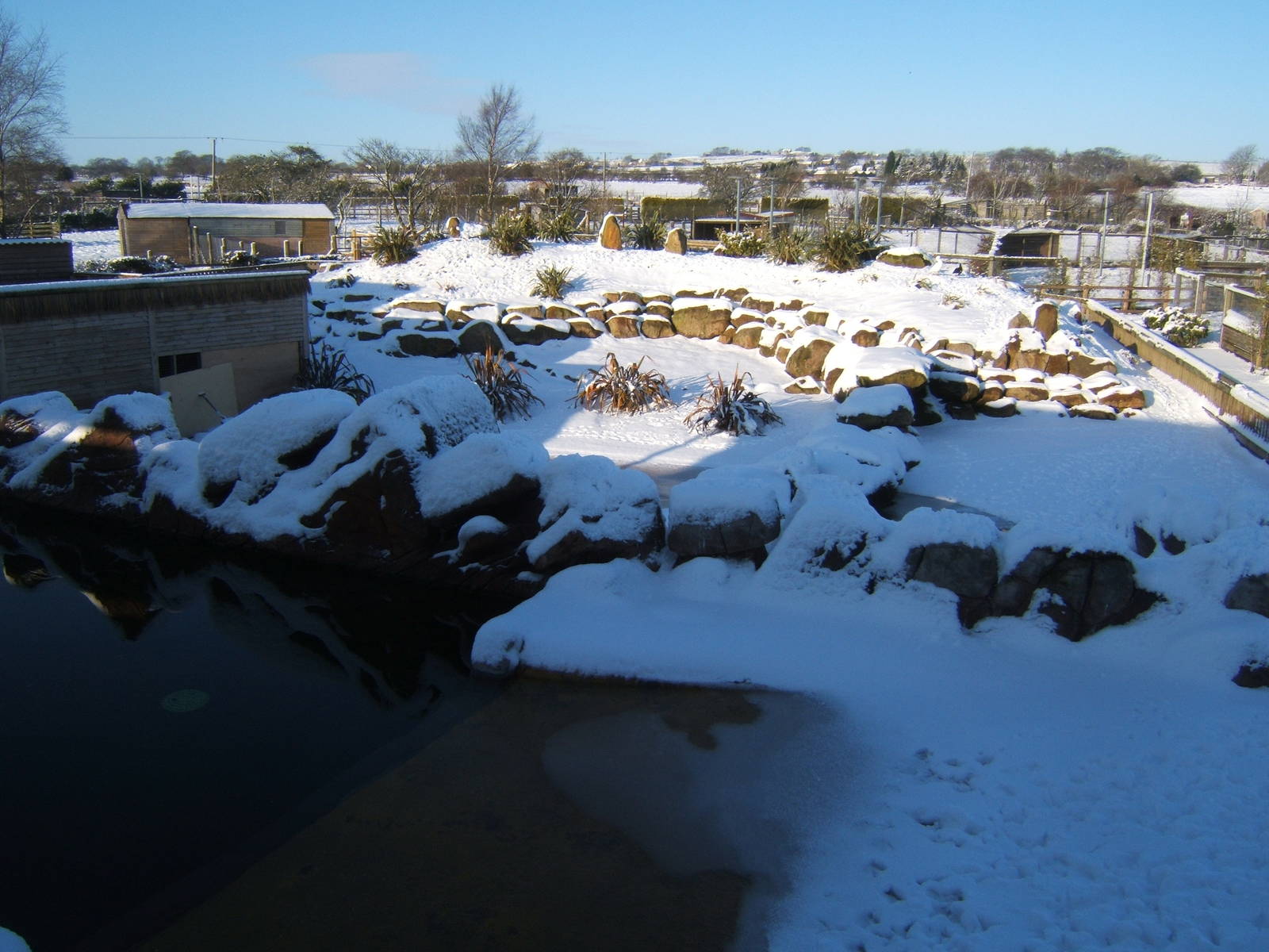 View of a very white Blackbrook Penguin enclosure